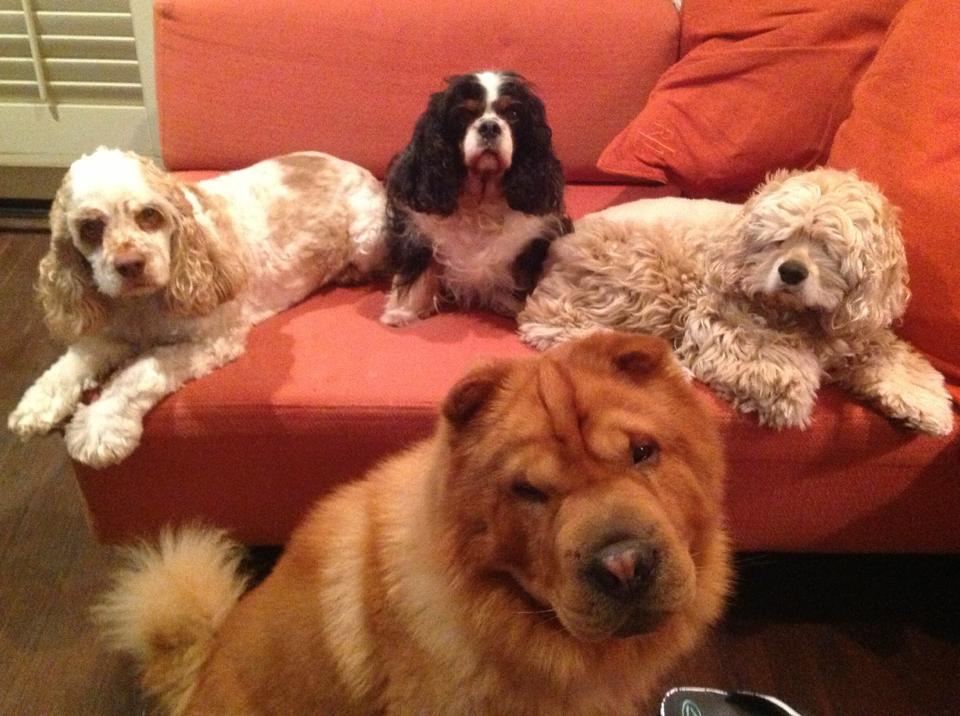 羅惠玲在美國洛杉磯定居，養了6隻愛犬。（翻攝自臉書）