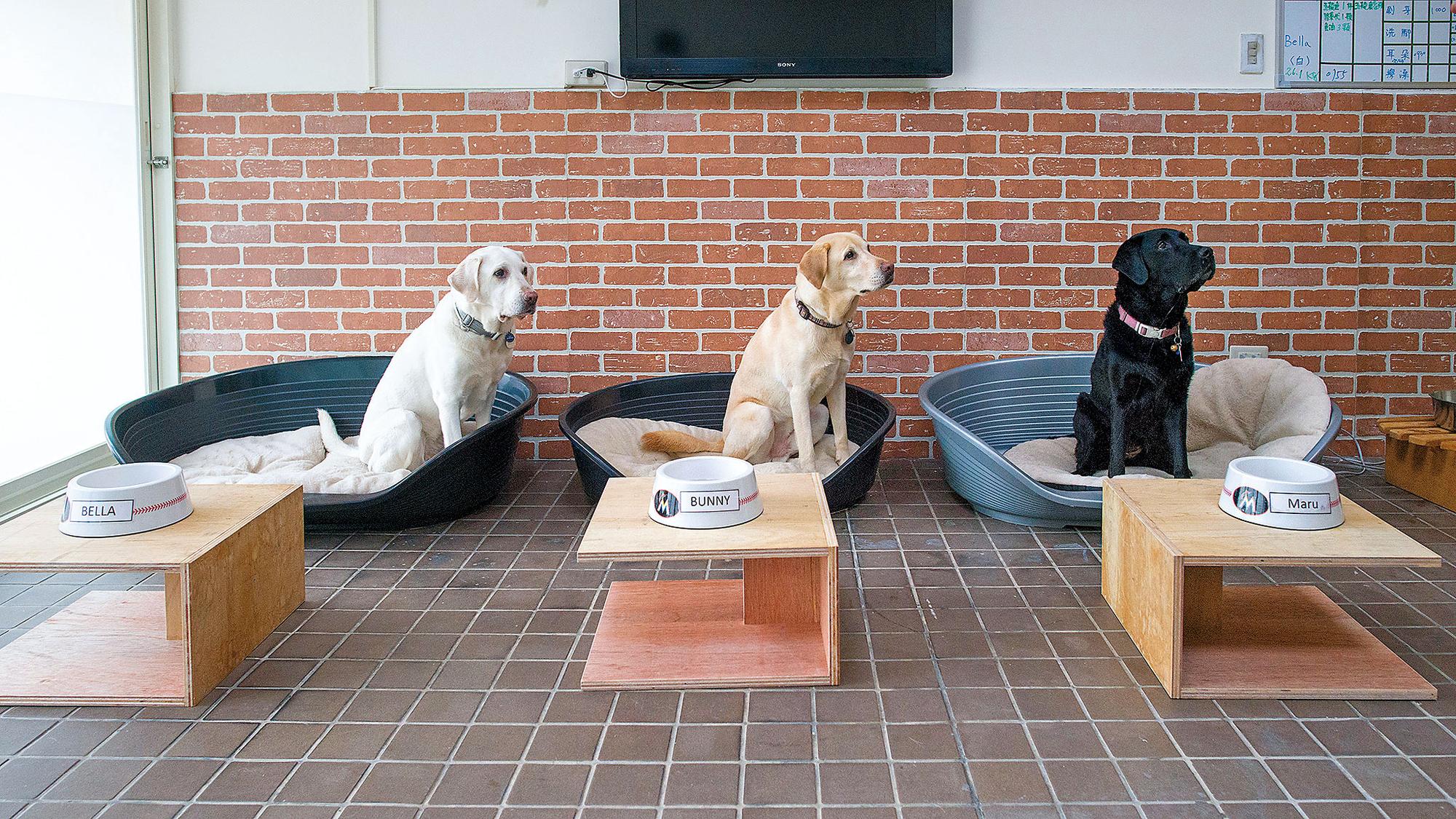 3隻導盲犬已正式入住總統官邸,蔡英文還特地準備專屬室內空間提供牠們休憩。(取自蔡英文臉書)
