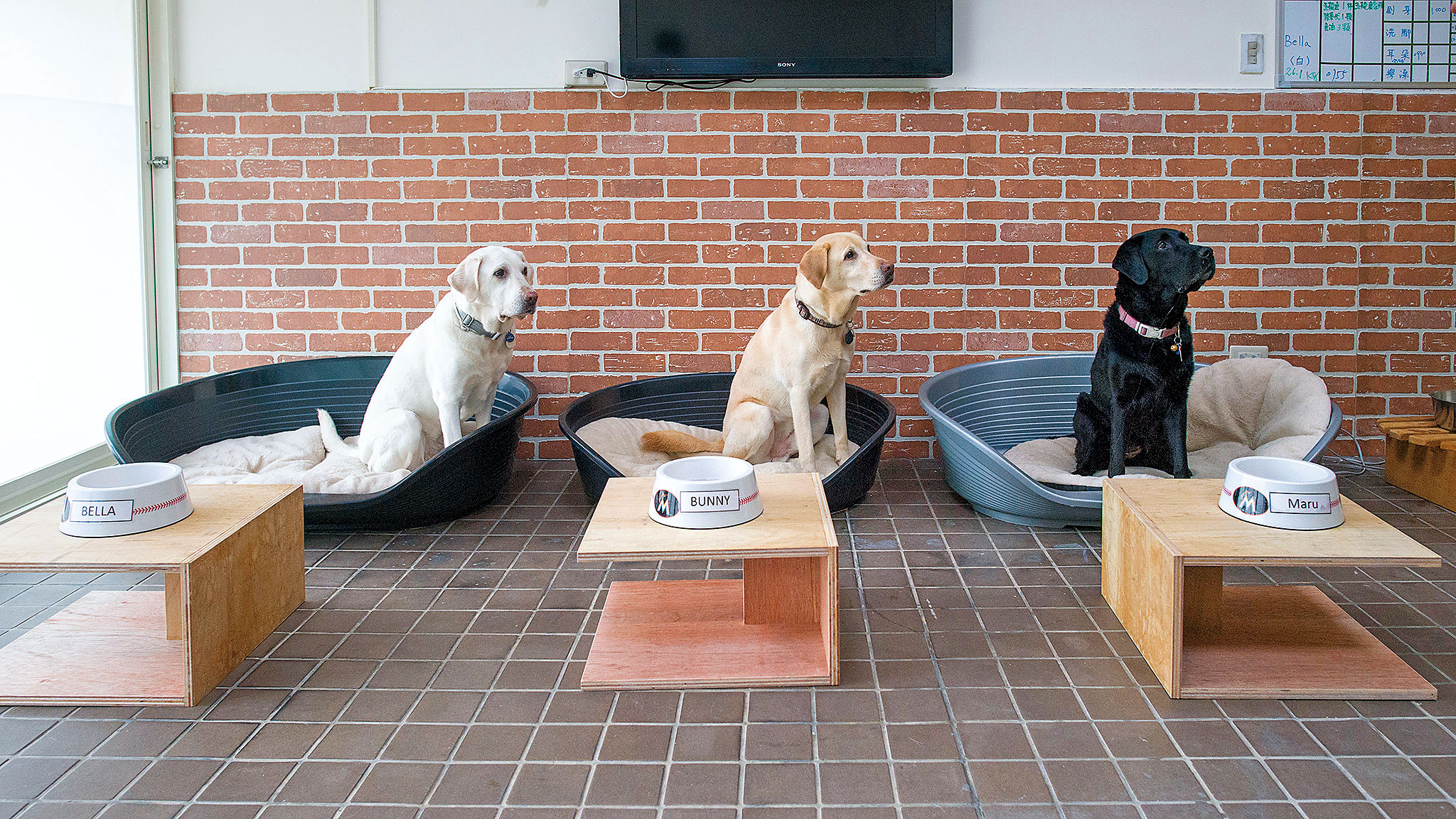 3隻導盲犬已正式入住總統官邸，蔡英文還特地準備專屬室內空間提供牠們休憩。（取自蔡英文臉書）