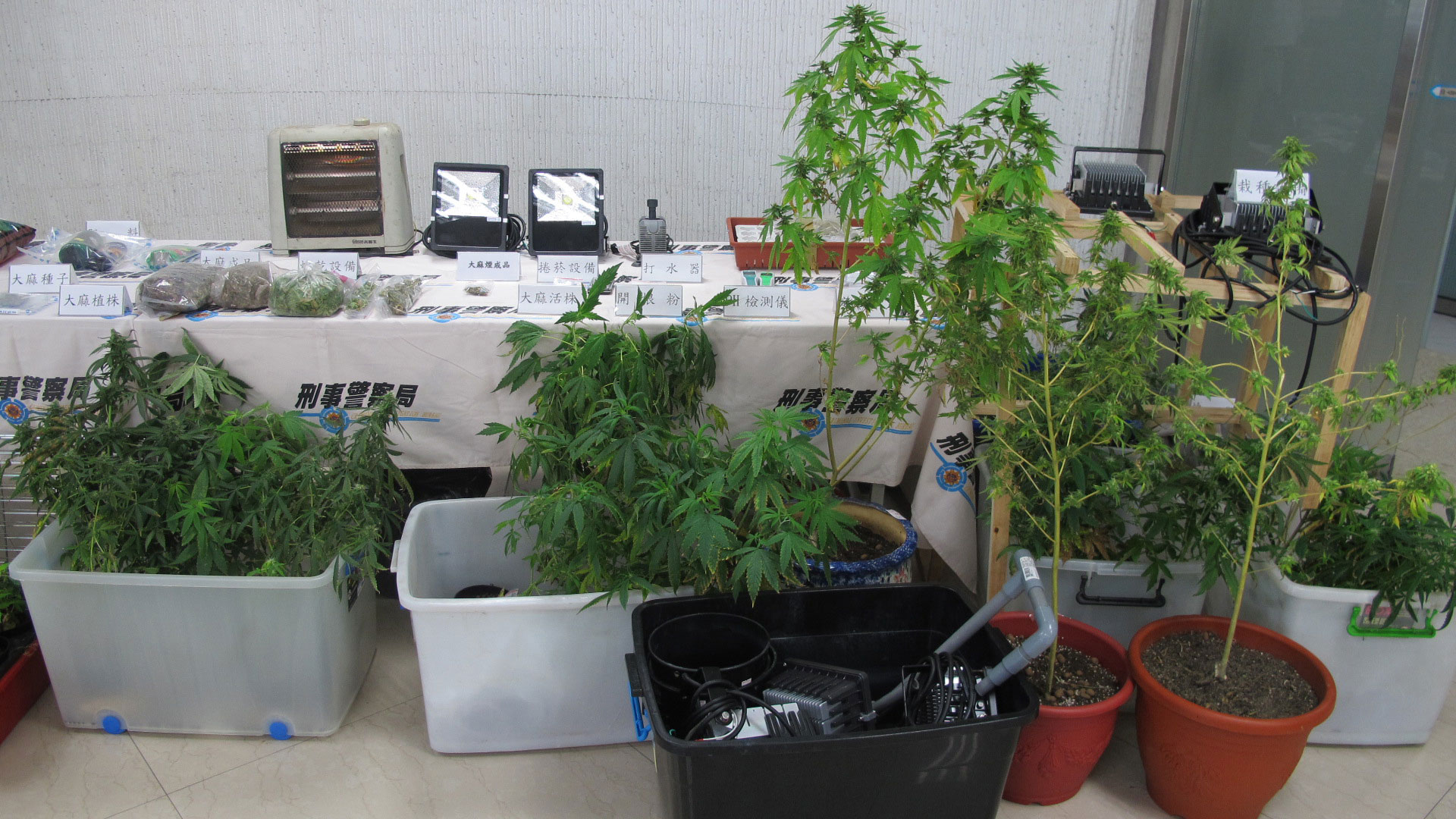 1日破2大麻工廠　警追藝人購毒名單