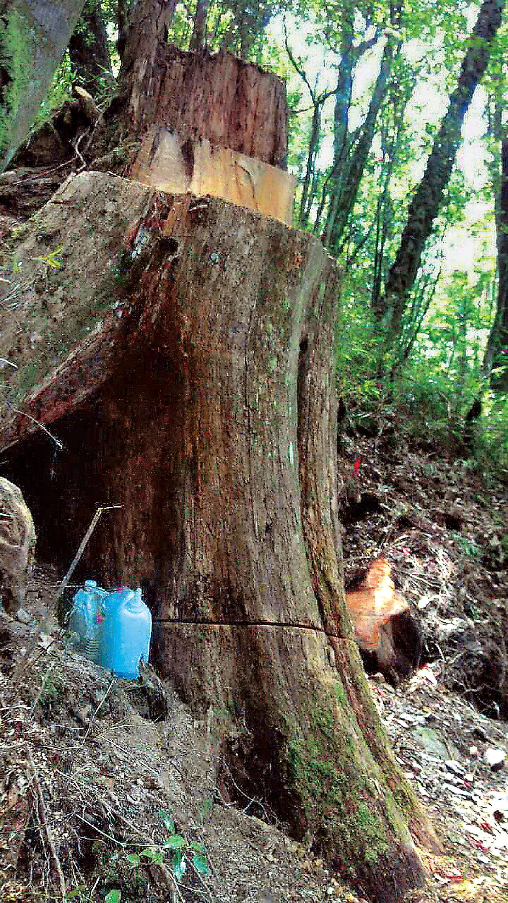 經過山老鼠無情掠奪，高聳的巨木都只殘存樹頭。（保七總隊第五大隊提供）