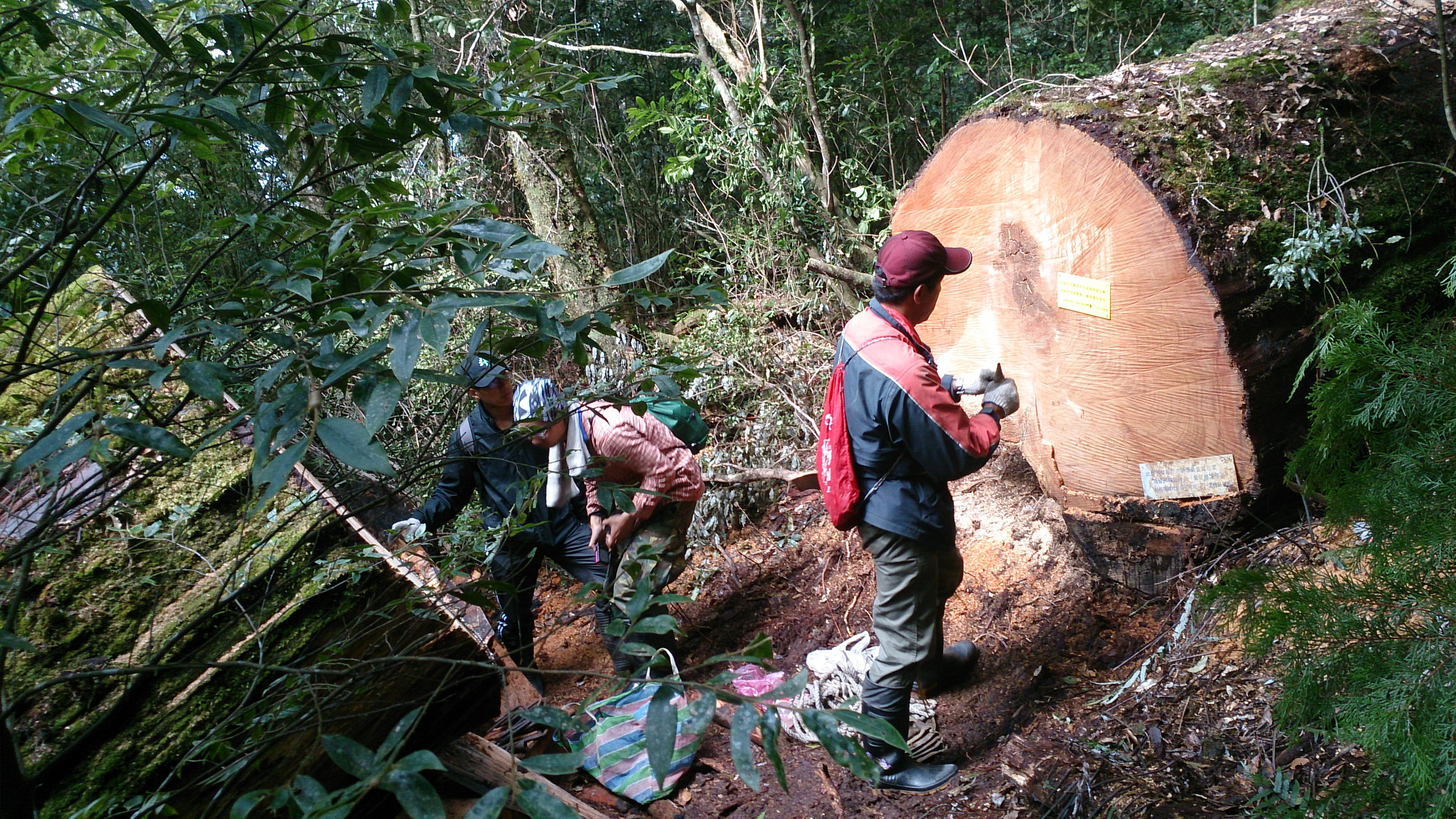 珍木藝品換毒品 原民部落盜伐悲歌