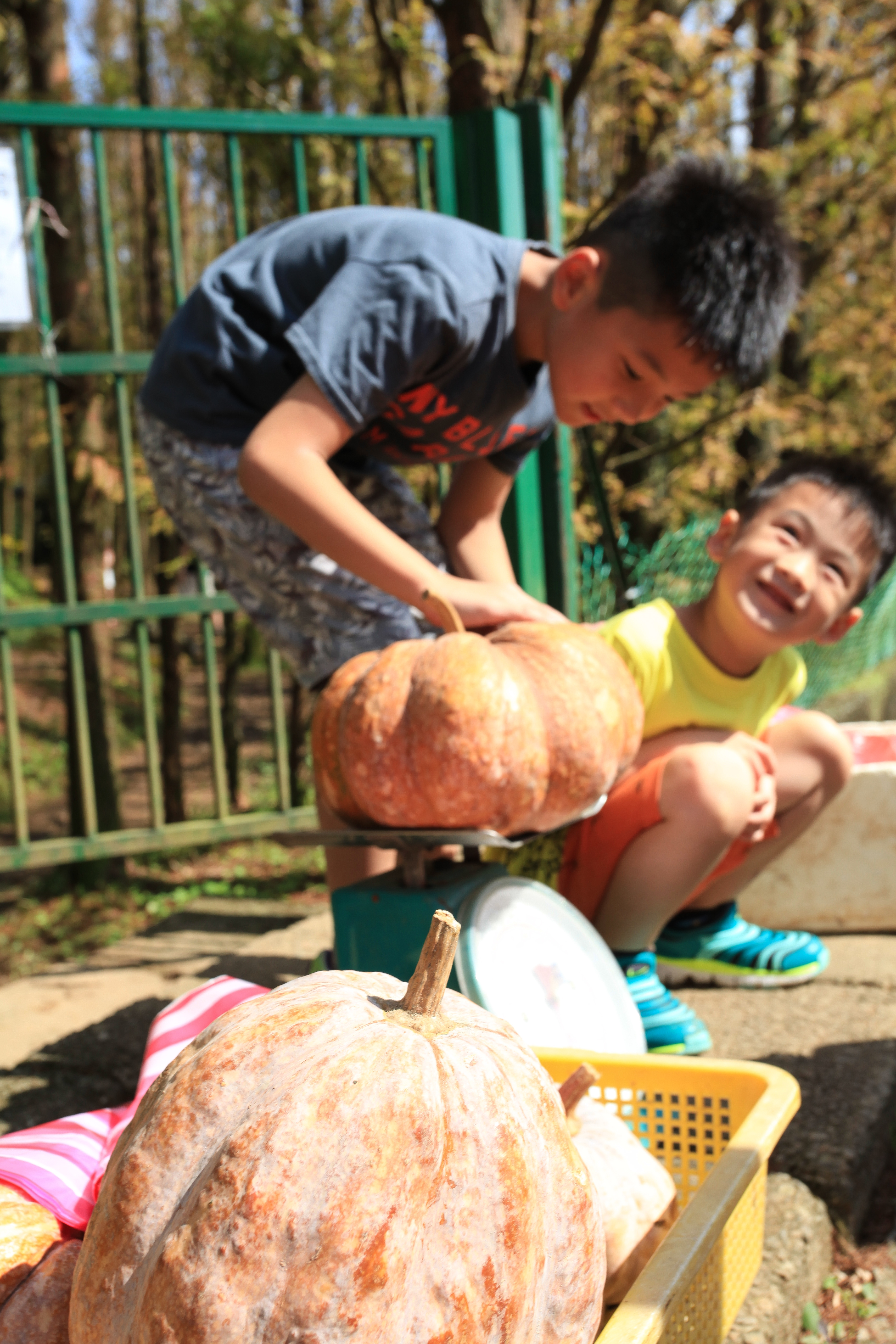 水杉園吳老闆自家種的南瓜，絕對新鮮。