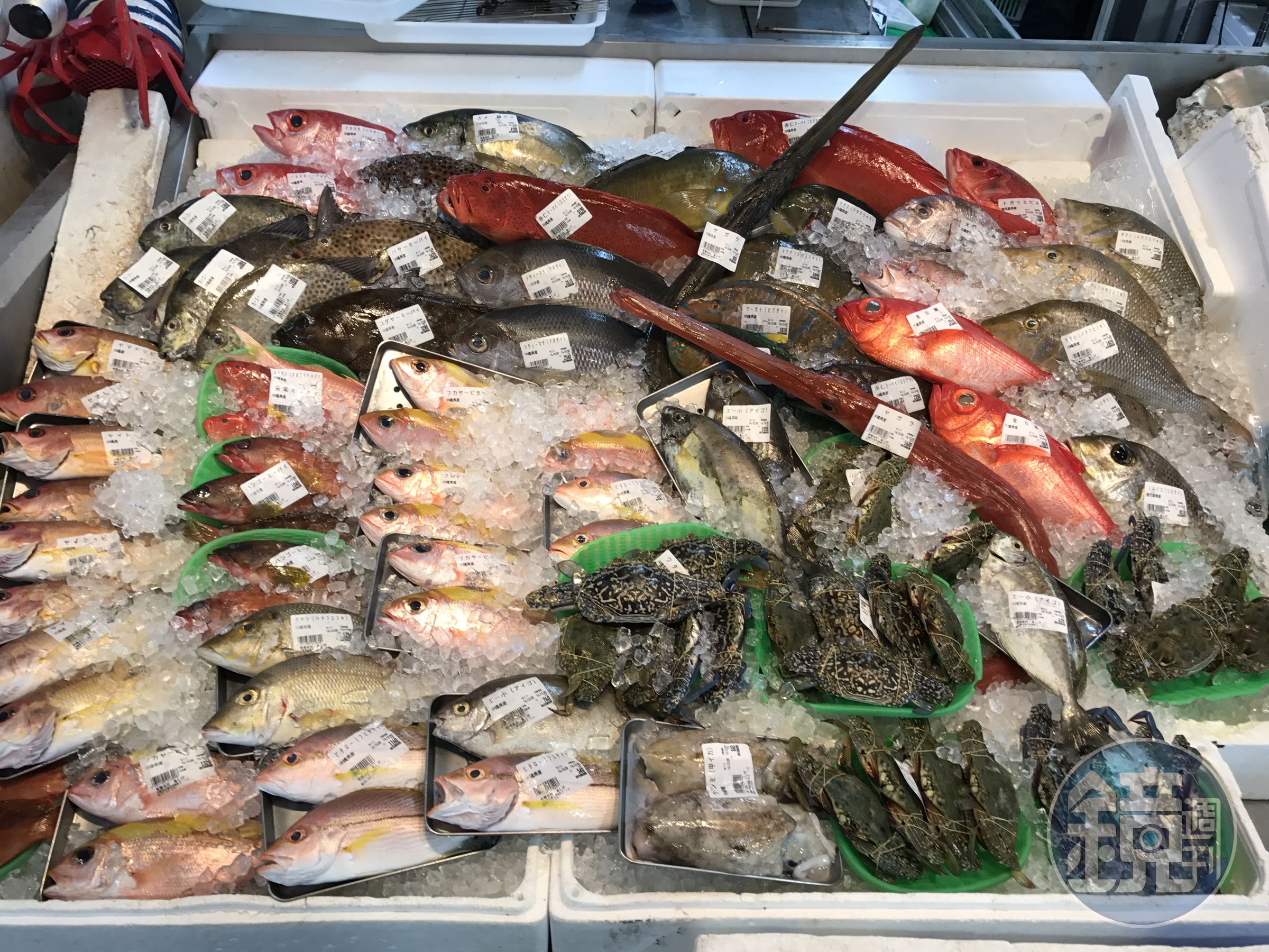 沖繩魚市場裡特殊魚種多，全歸功於黑潮孕育豐富的海洋生態。
