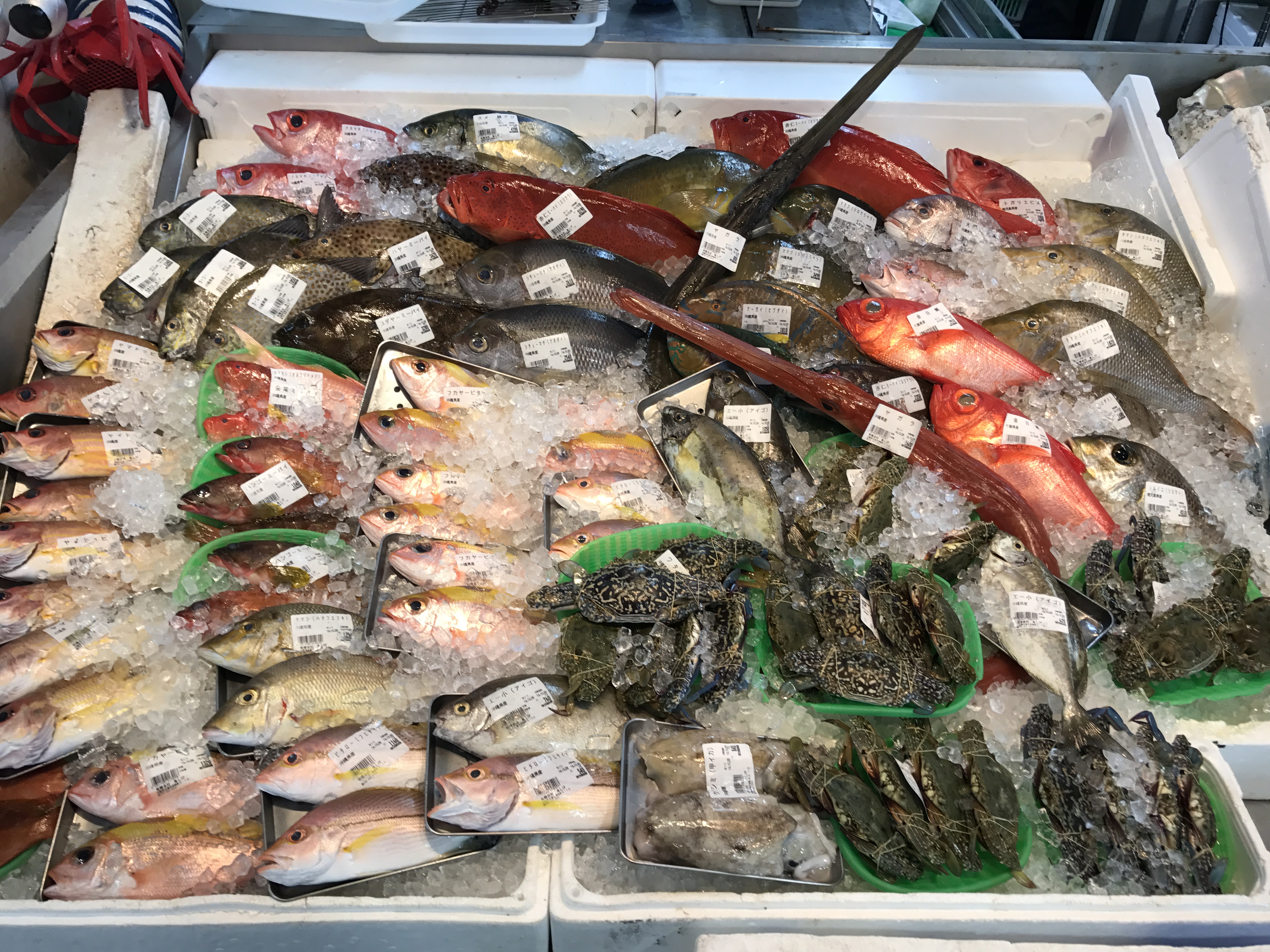 沖繩魚市場裡特殊魚種多，全歸功於黑潮孕育豐富的海洋生態。