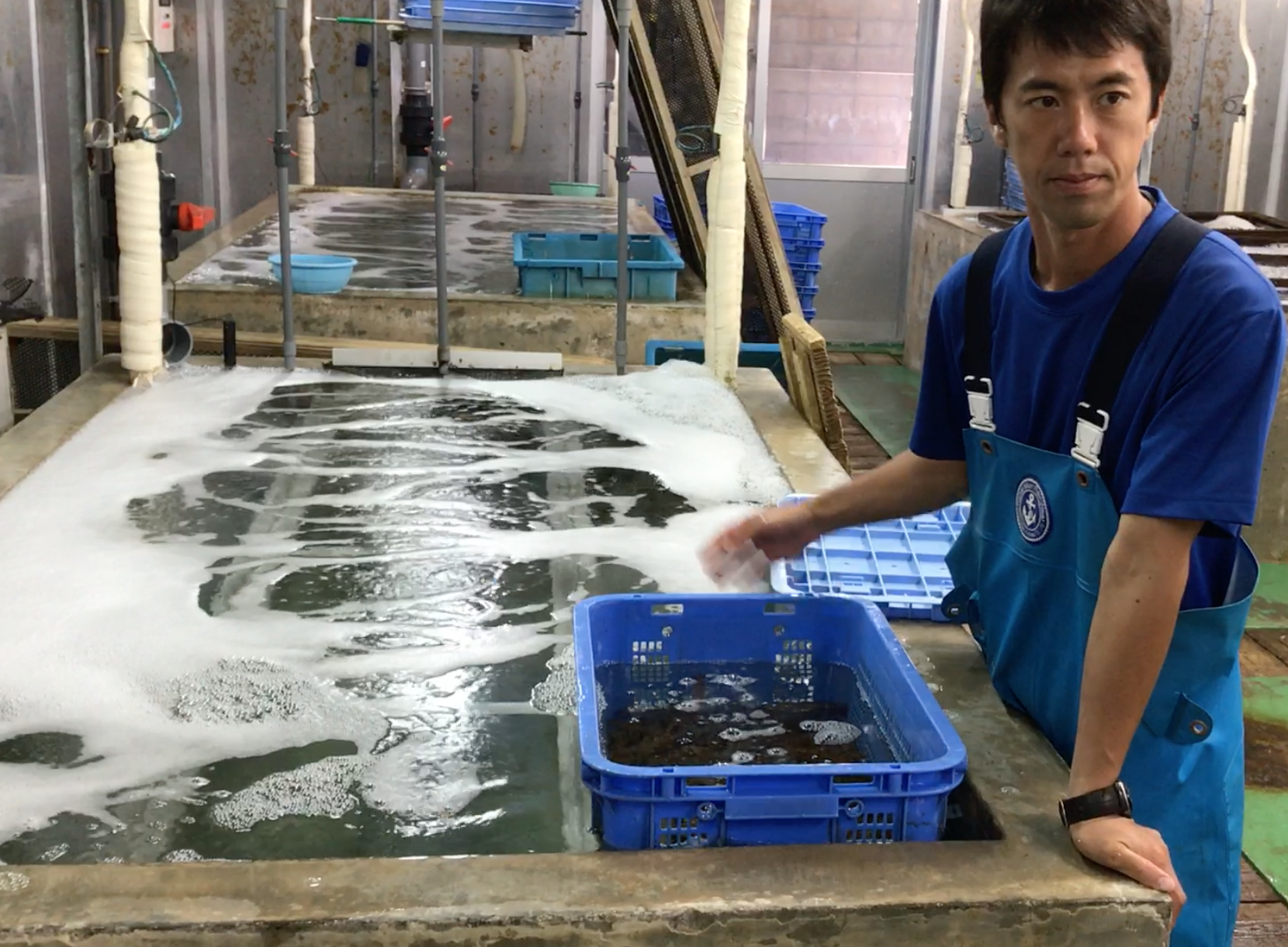 分級完的明蝦要在海洋深層水裡泡冰水澡,免得掙扎消耗體力。