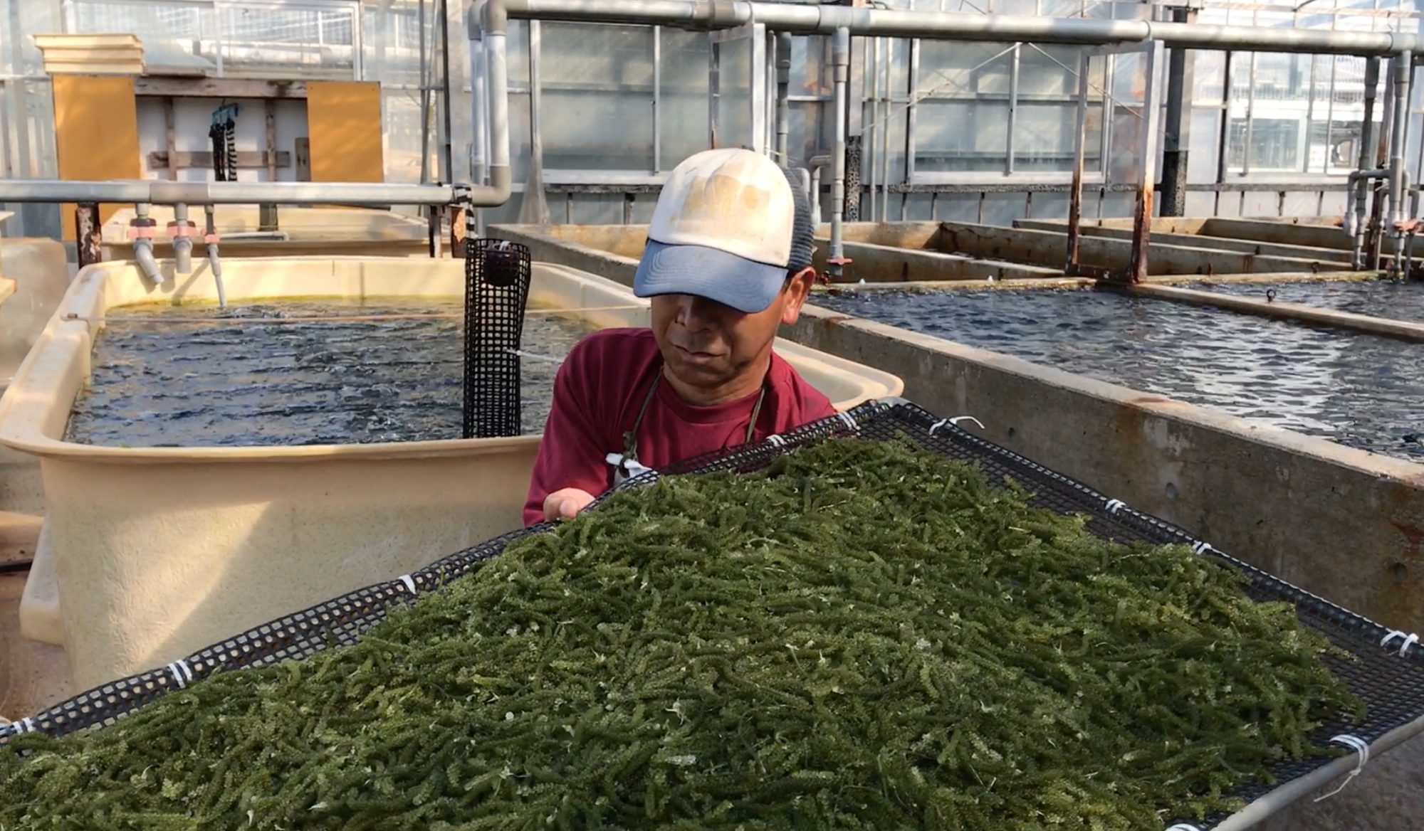 海葡萄雖有假根，仍要固定在網板上才會成長，養殖場工作人員每天要在高溫高濕環境下搬幾百塊這麼大的網片，真的很辛苦。