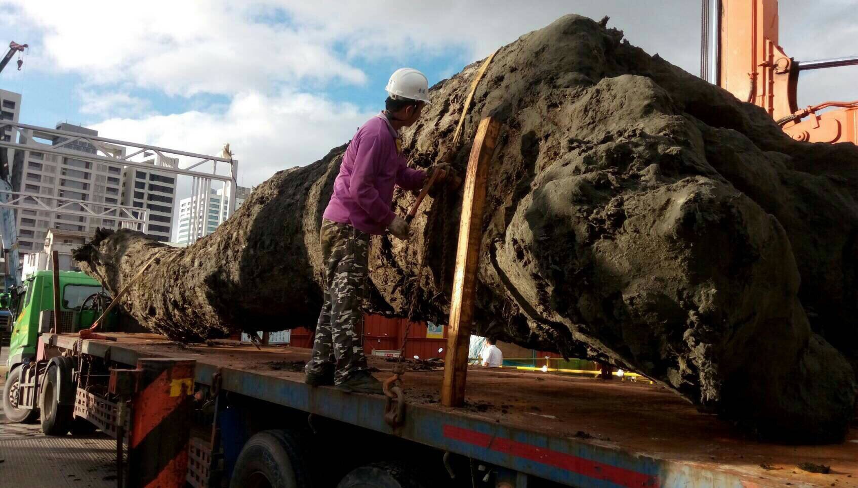 板橋挖出珍貴史前巨木　藏身地底5000年