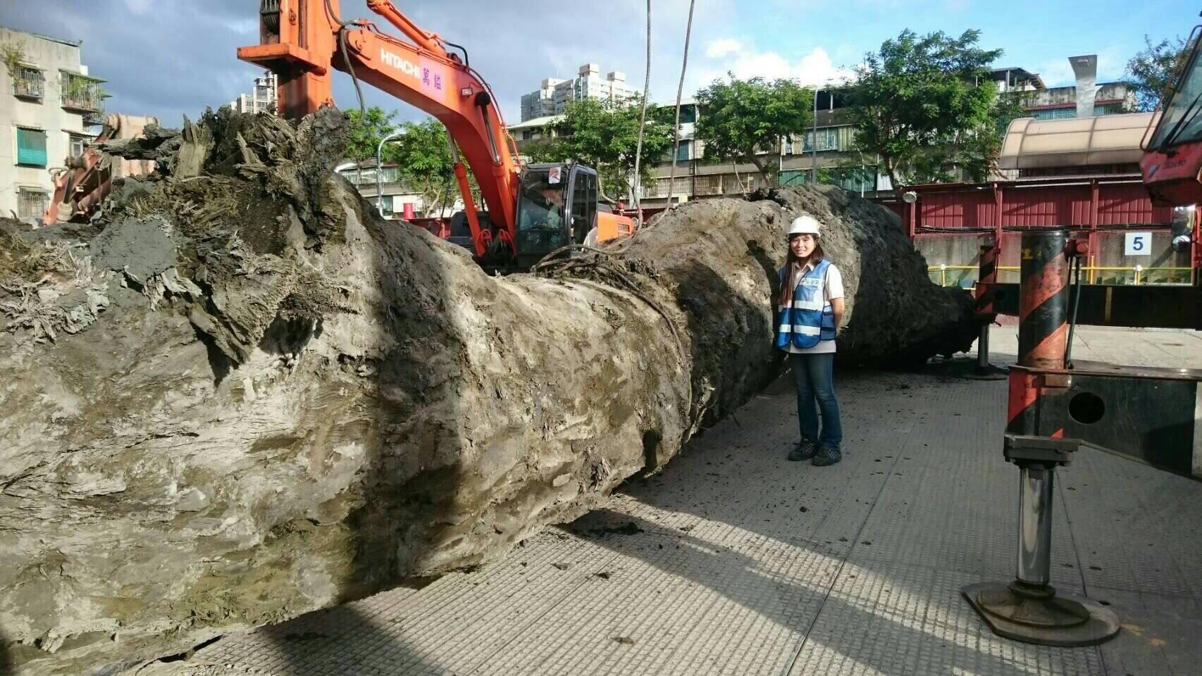 價逾10億板橋神木古化石 新光集團載走藏匿