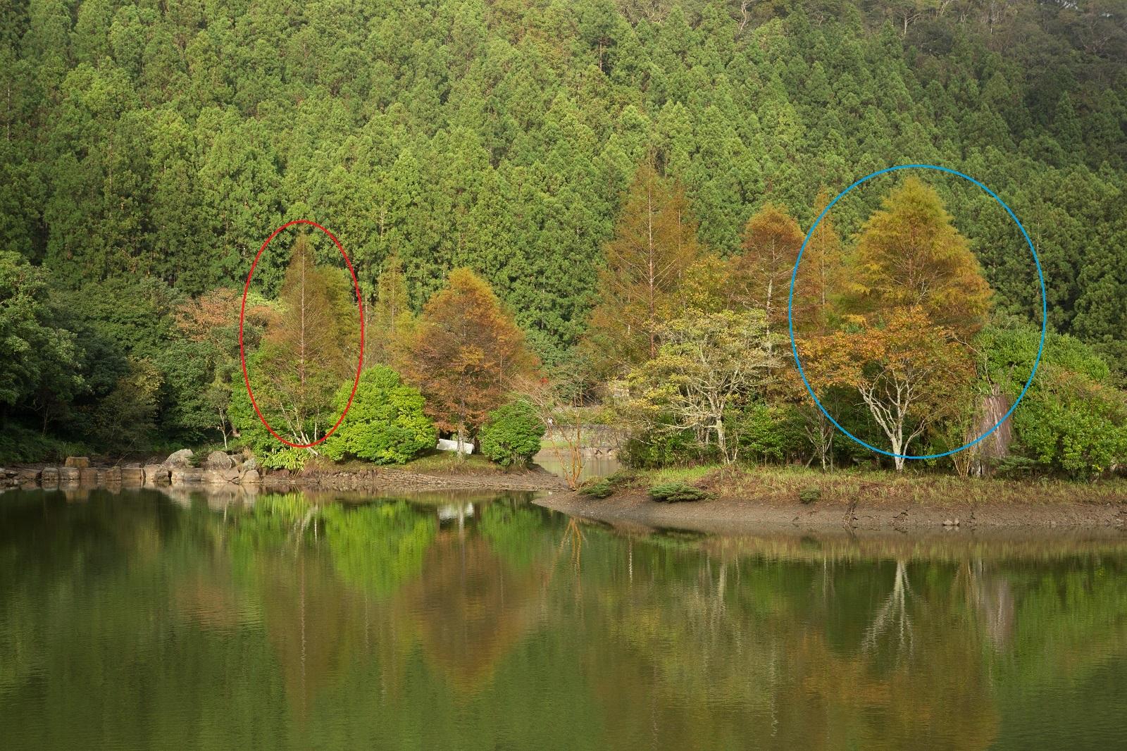 看樹型：樹形頂端呈尖狀為水杉（左邊紅圈者），而樹型長得圓圓胖胖的便是落羽杉（右邊藍圈者）。