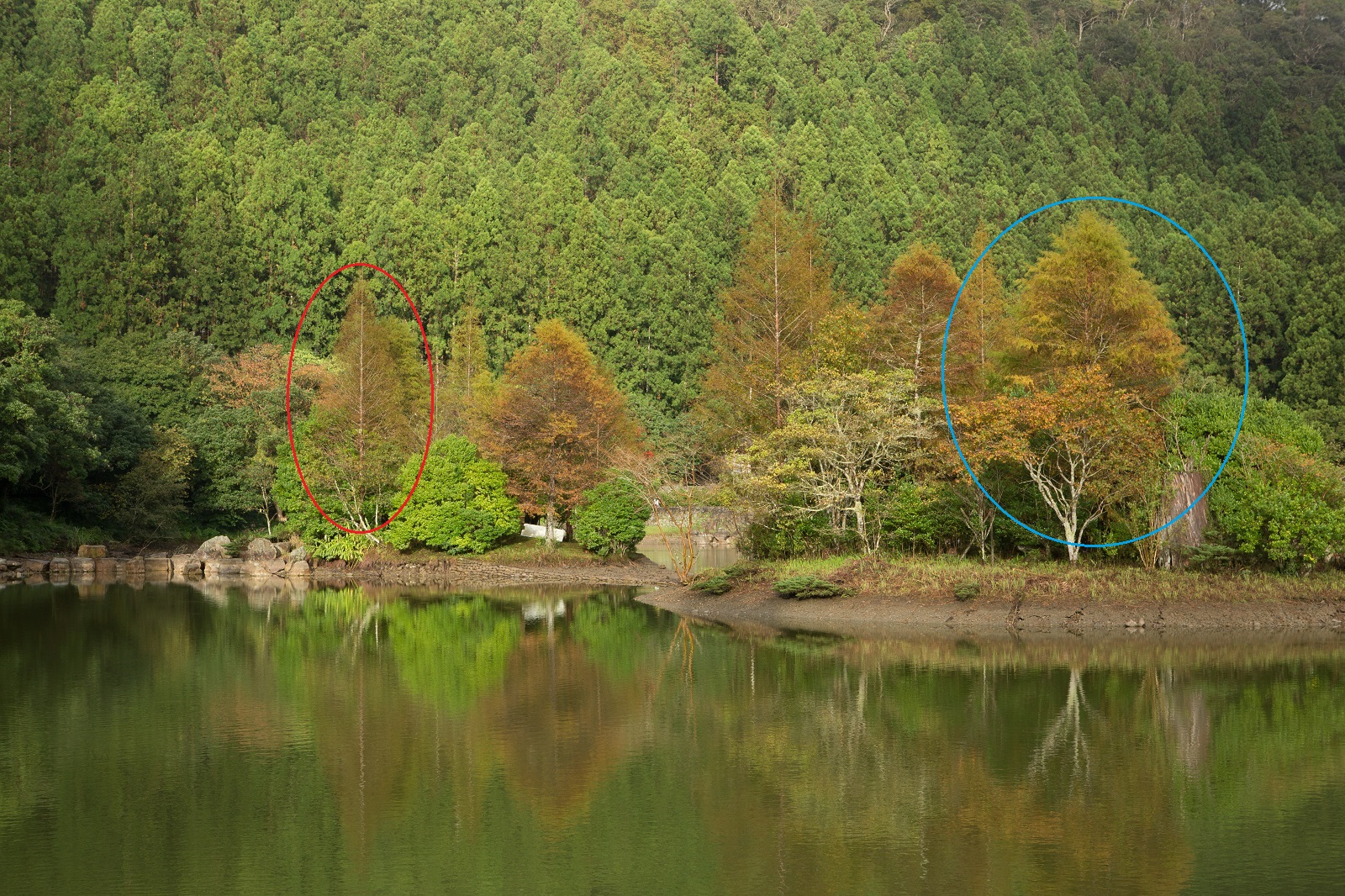 看樹型：樹形頂端呈尖狀為水杉（左邊紅圈者），而樹型長得圓圓胖胖的便是落羽杉（右邊藍圈者）。