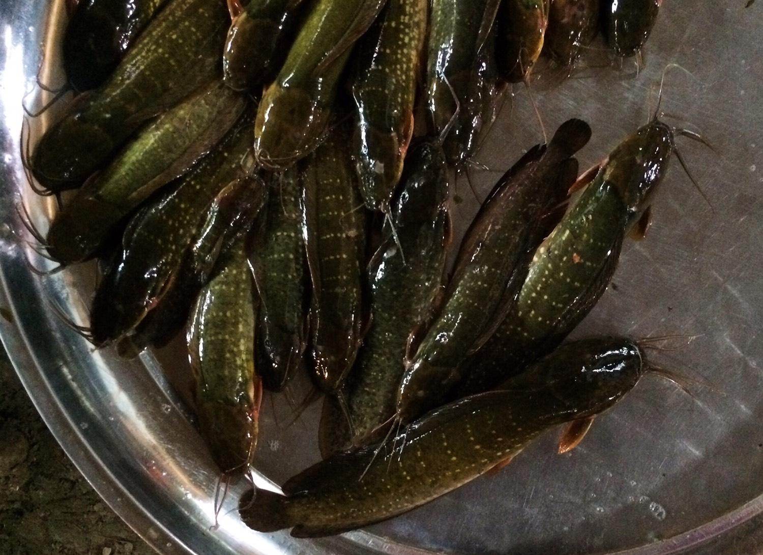 扁頭畜鬍的黑色湖魚，我在當地民眾煮的酸辣湯裡吃過，口感像台灣的土虱，但土味很重。