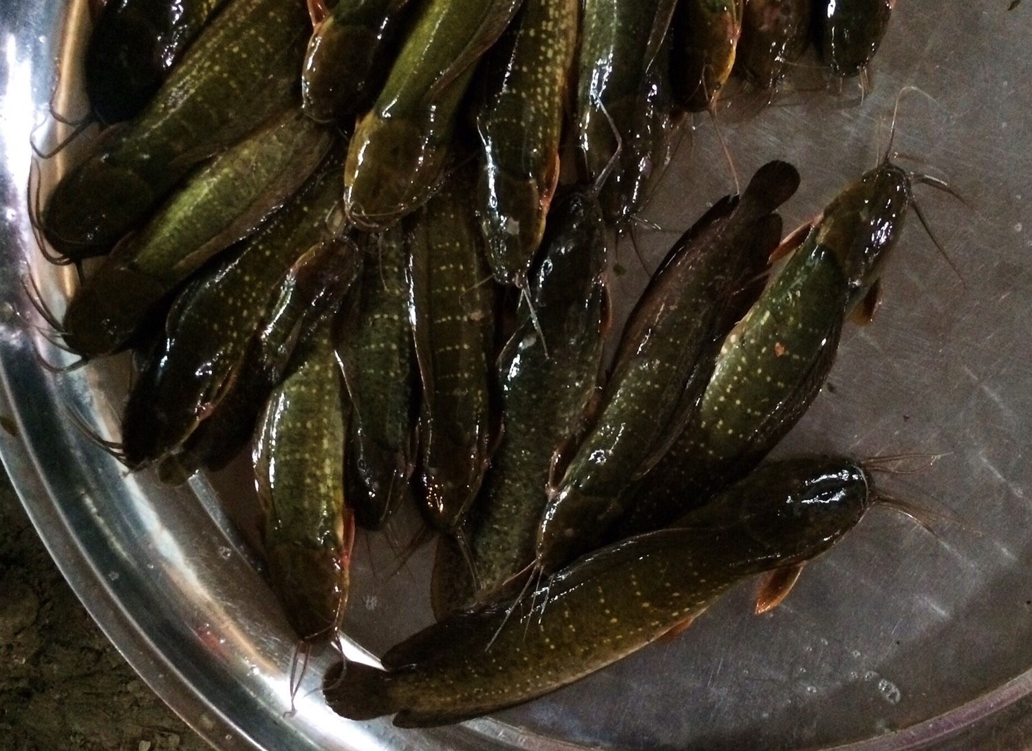扁頭畜鬍的黑色湖魚，我在當地民眾煮的酸辣湯裡吃過，口感像台灣的土虱，但土味很重。