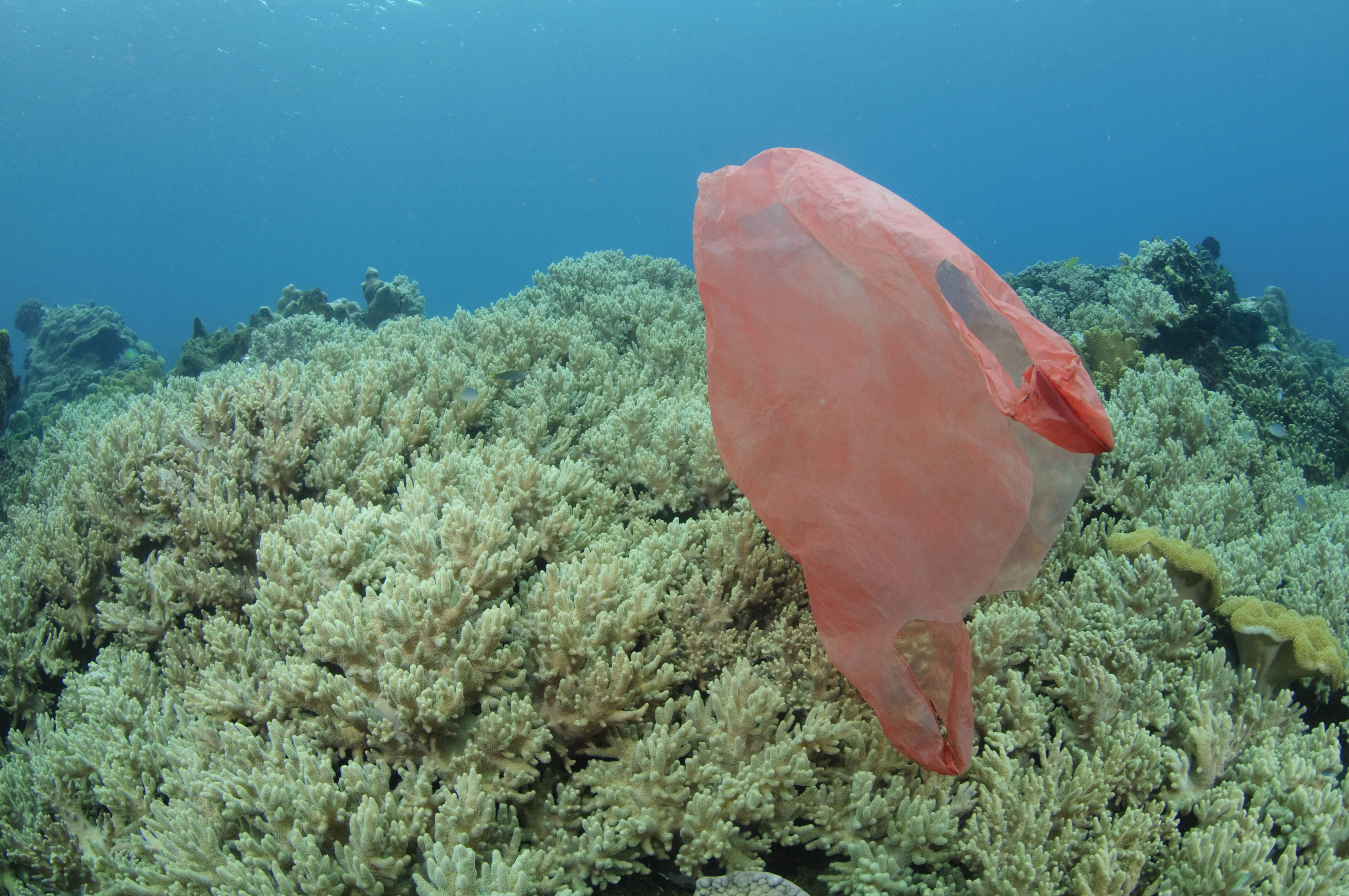 印尼北蘇拉威西藍碧海峽（Lembeh Strait）美麗的珊瑚礁中漂浮著一個塑膠袋。（東方IC）