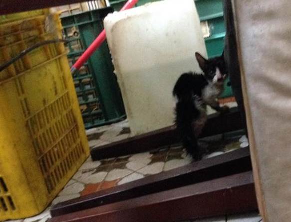 老闆落跑留下牠　房屋鑑價師英勇救小貓