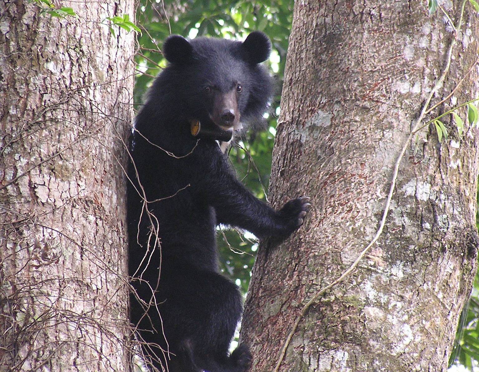 你不可不知的瀕危動物:台灣黑熊