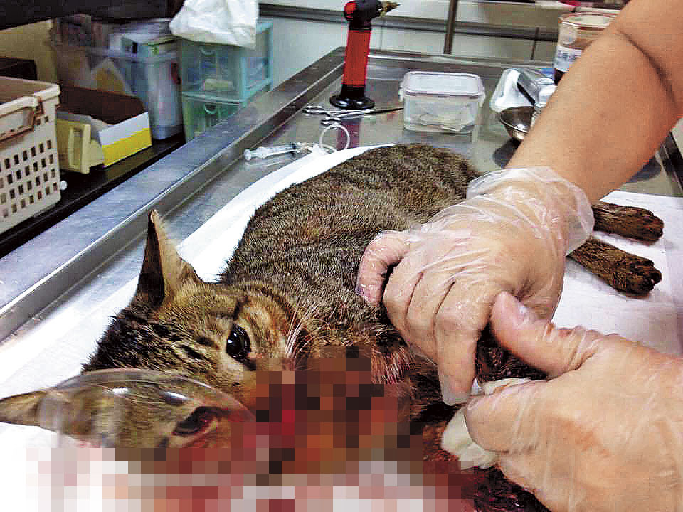 縣長打虎翻版　柯P令刑大查狗咬貓