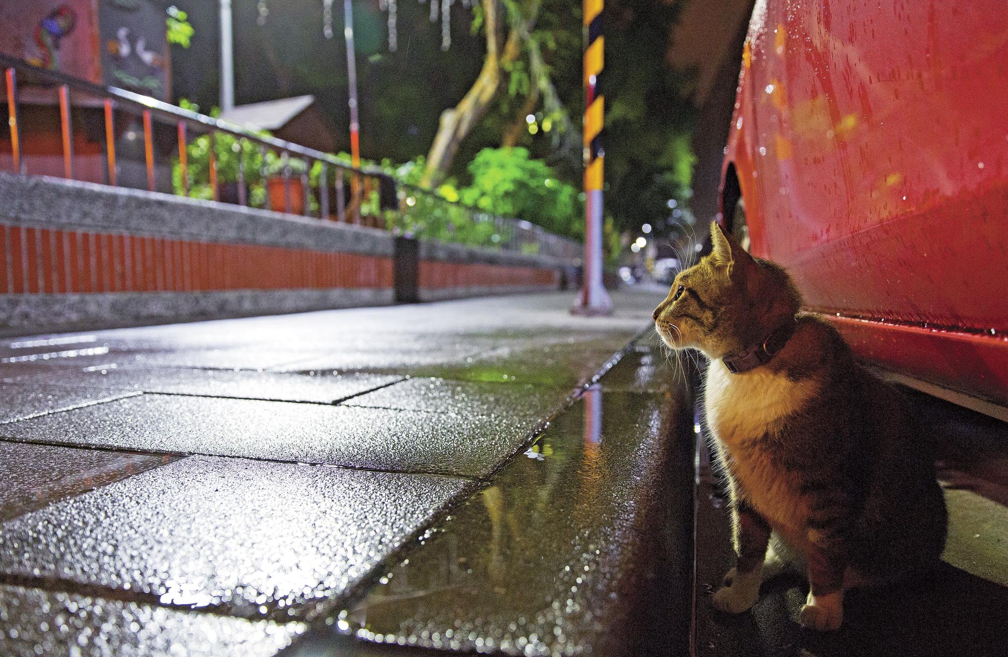 親人的街貓小白襪,在雨後的夜中出來等待愛媽餵食。每每吃完都會被愛媽催促快走,以免遭狗攻擊橫屍街頭。