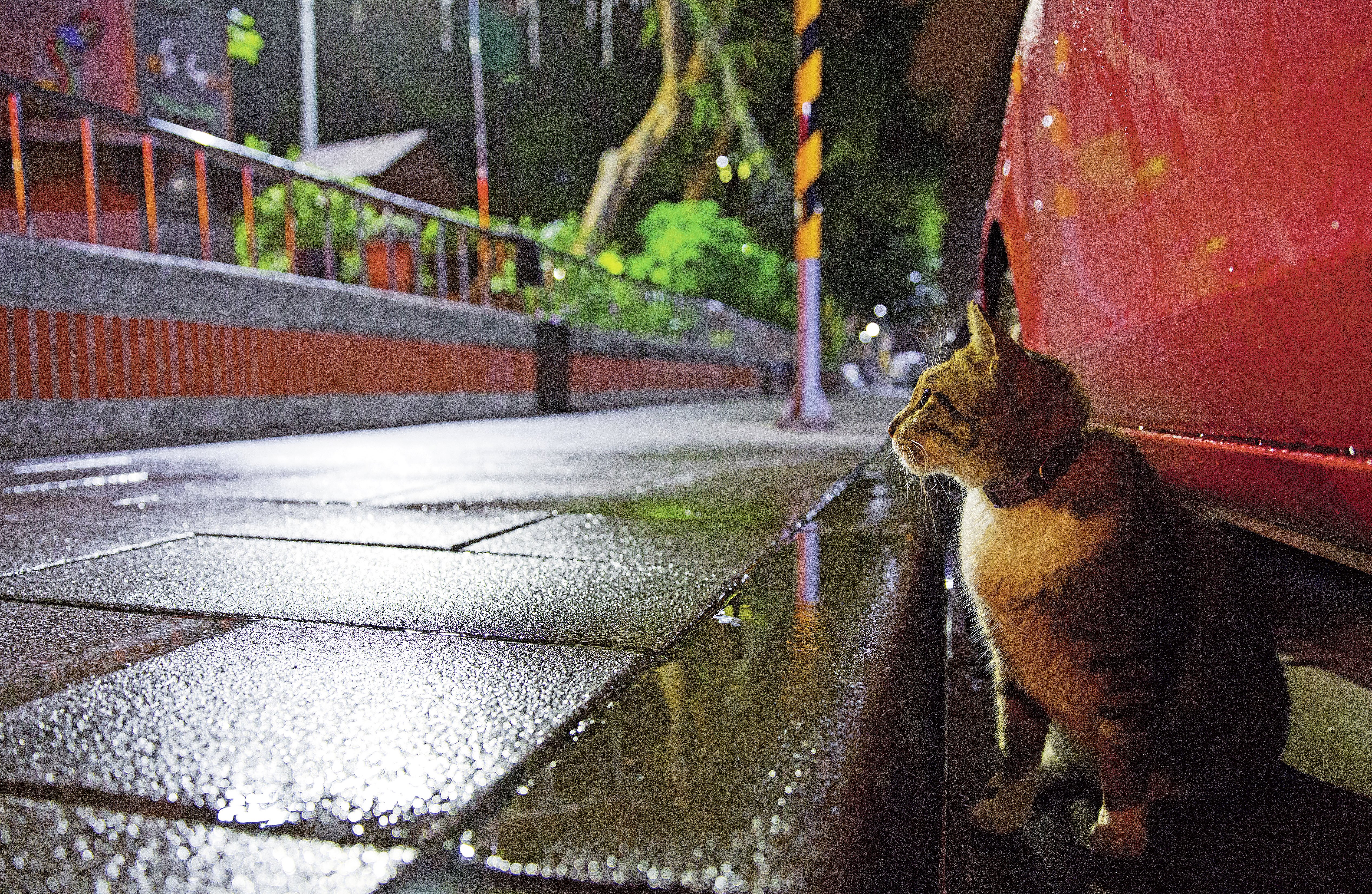 親人的街貓小白襪，在雨後的夜中出來等待愛媽餵食。每每吃完都會被愛媽催促快走，以免遭狗攻擊橫屍街頭。