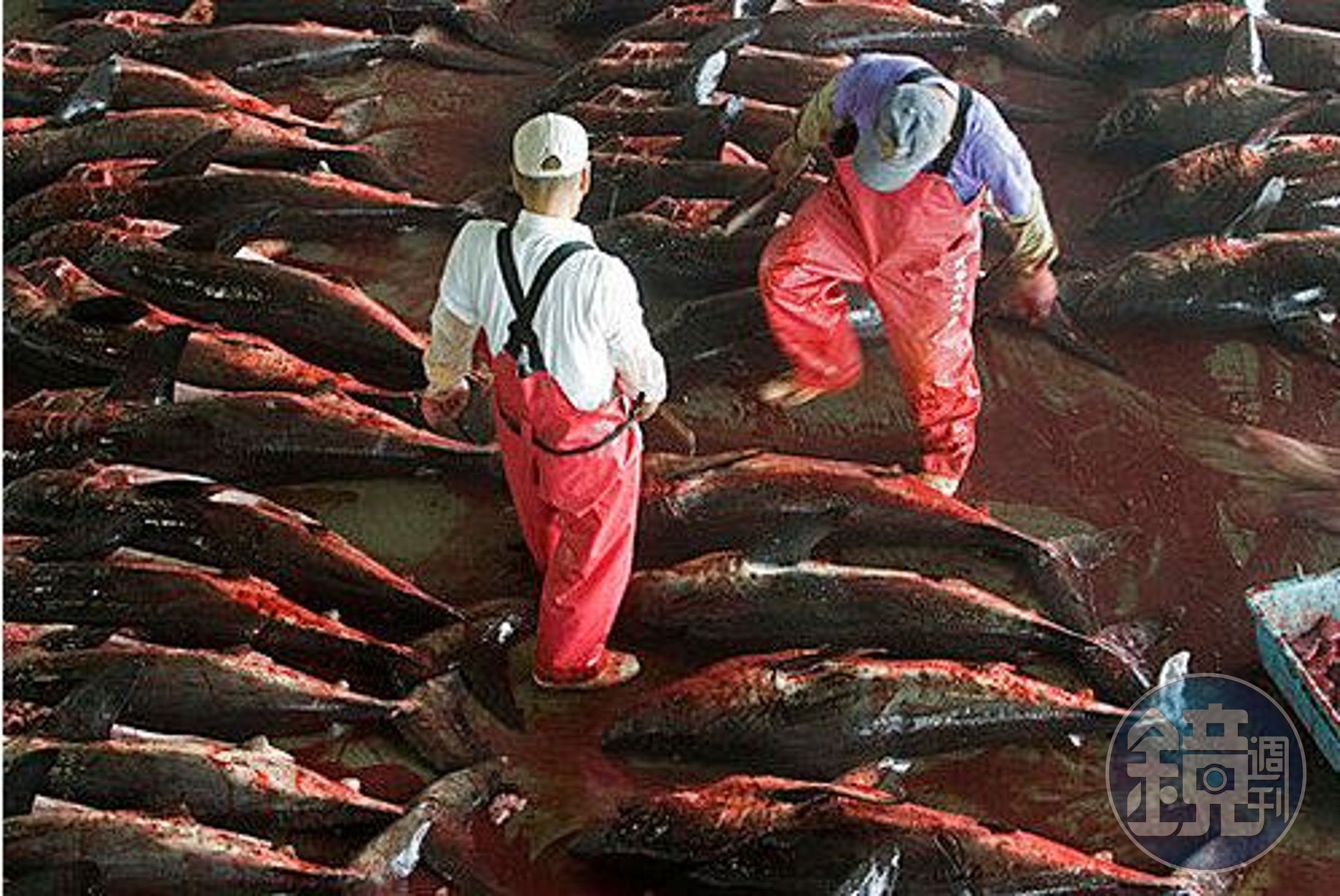 日本的捕鯊作業，鯊魚的血染滿地上。（翻攝自網路）