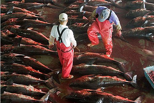 日本的捕鯊作業，鯊魚的血染滿地上。（翻攝自網路）