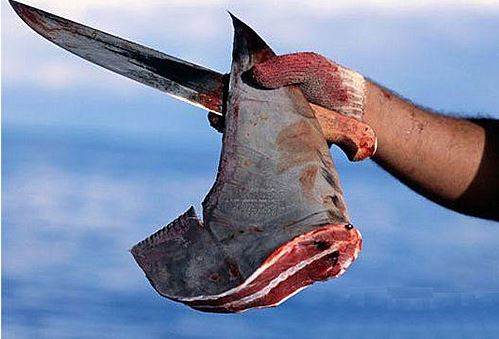 鯊魚悲歌　不是每種鯊魚都能吃