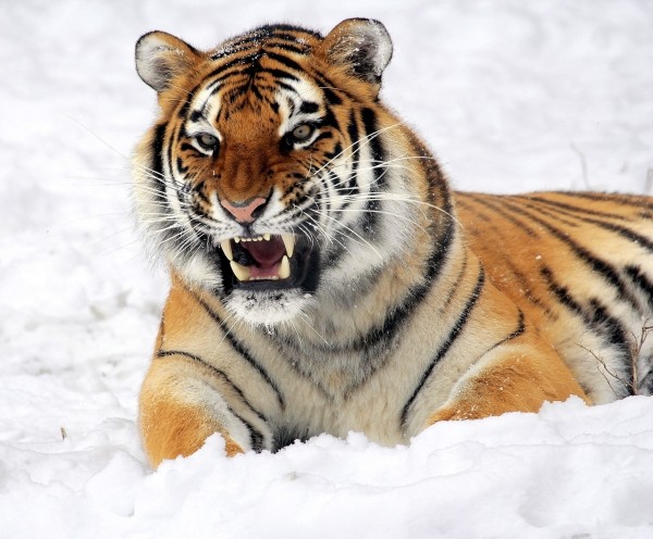 因為人類盜獵猖獗,導致阿穆爾虎現存的野生數量急遽下滑。