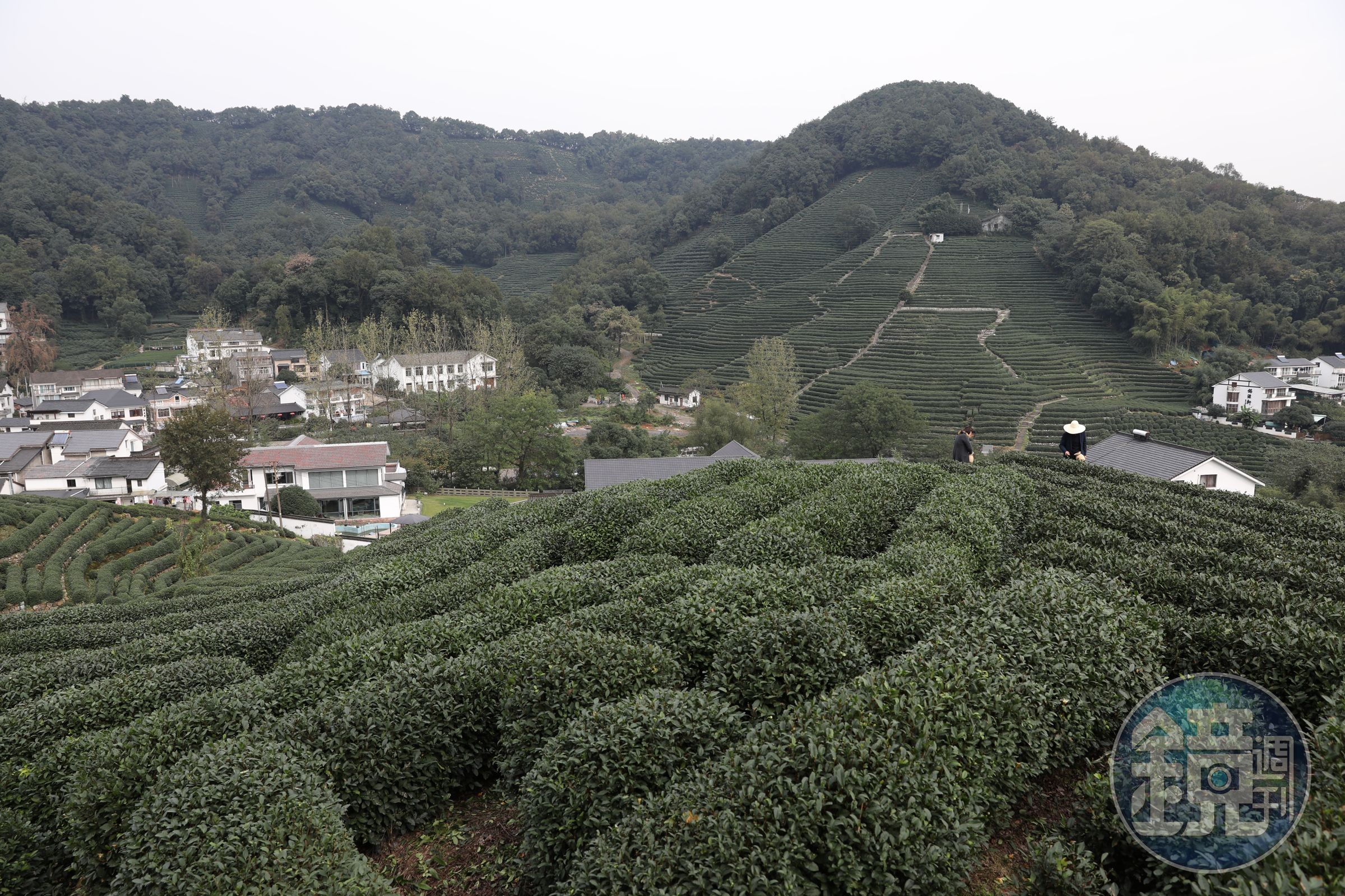 清代美食家袁枚說，杭州山茶處處皆清，不過以龍井為最爾，龍井村如今仍保有這片360度無死角的美麗茶園。
