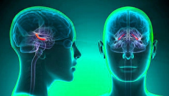 降低失智等障礙  科學家用「神經義肢」修補記憶功能