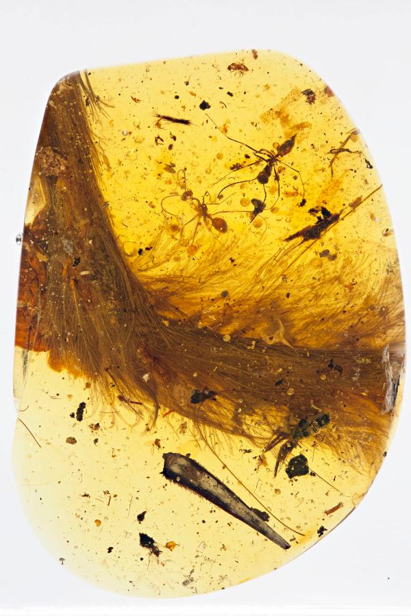 琥珀標本帶給人類對恐龍的全新認識。（畫面取自Royal Saskatchwan Museum）