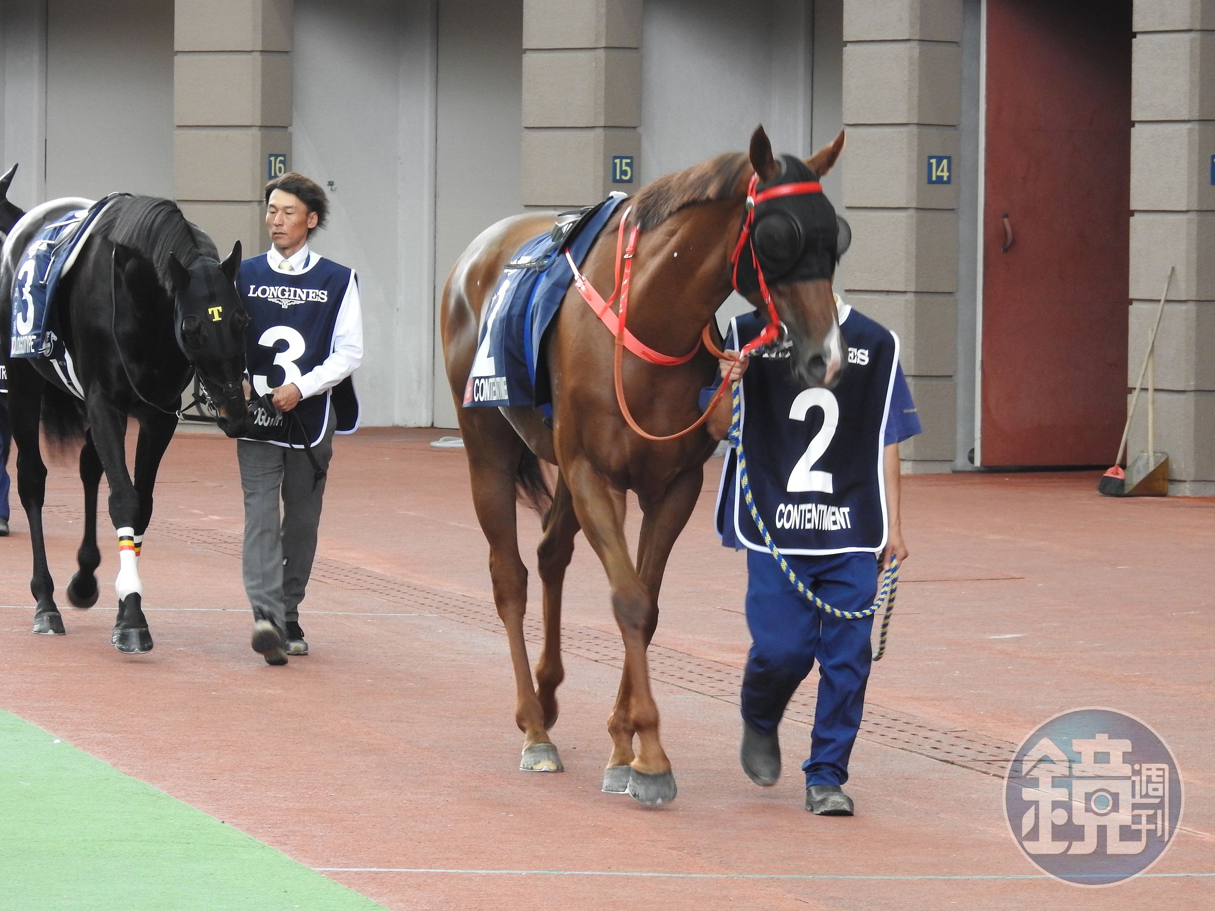 賽馬本身在「競速」的時間其實很短，每場賽事大概都會在三分鐘以內結束，但如果加上了前後有的沒有的，如賽馬繞場展示、暖身、入閘等，估計也要花上20分鐘左右。圖為正在繞場展示的賽馬們。