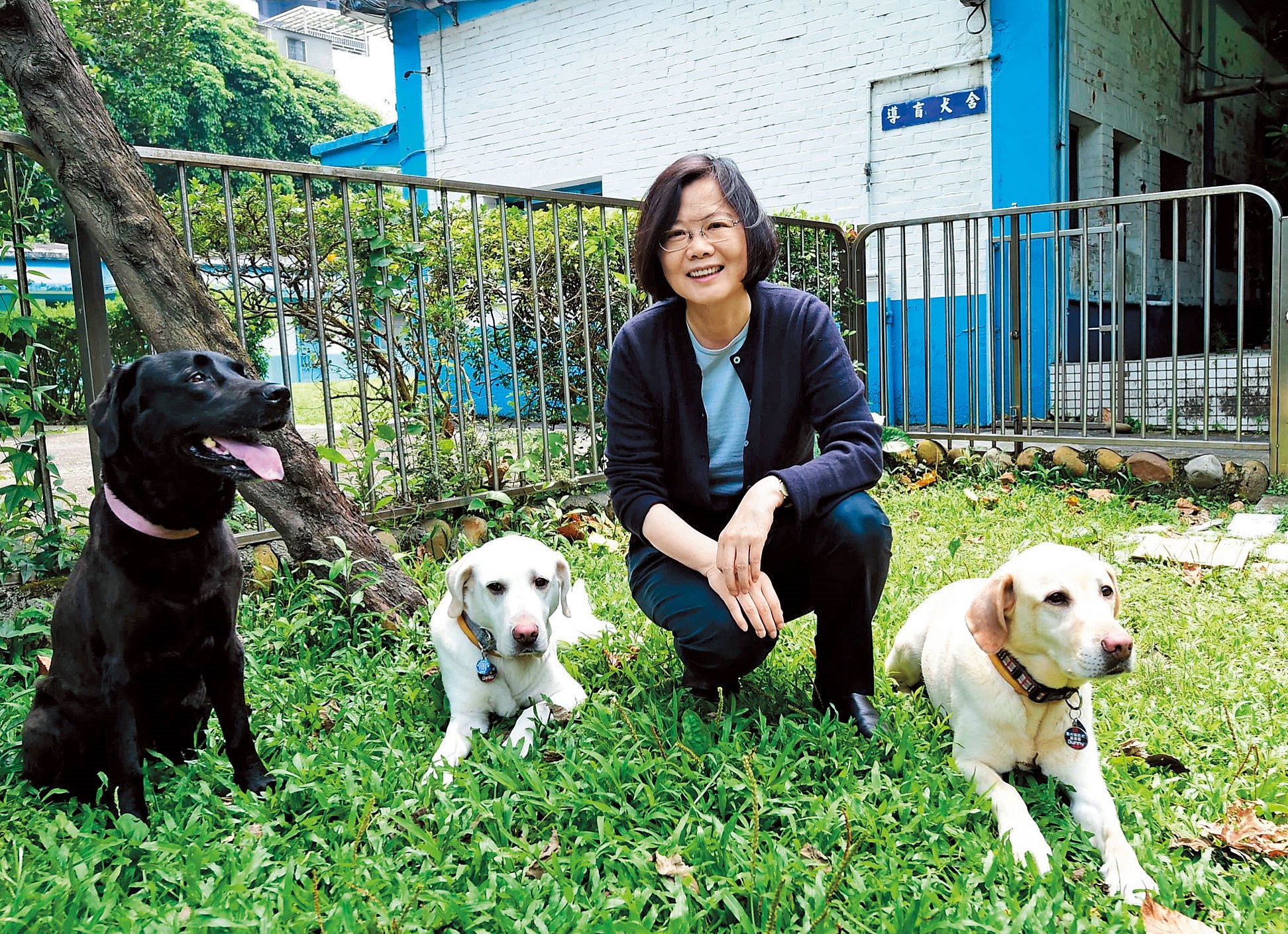 蔡英文今10月在導盲犬學校，收養3隻退役的拉布拉多犬，為第一家庭增添新成員。