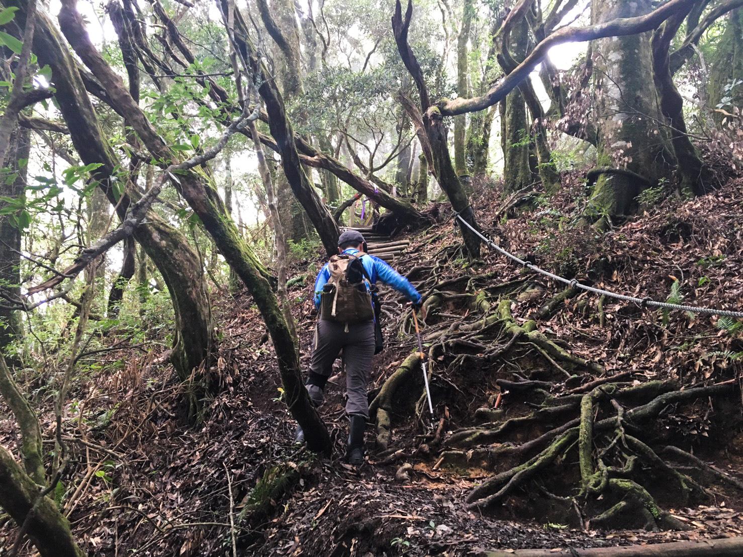往塔曼山的路程上,常有許多樹根路。