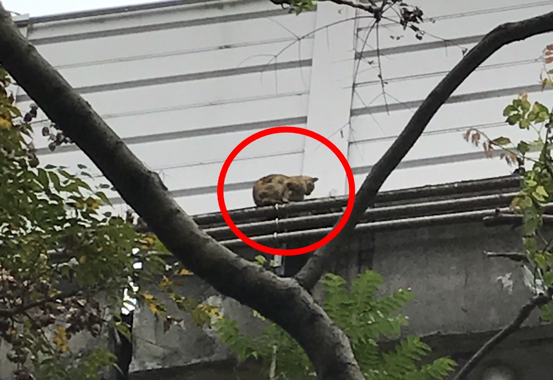 命懸一線！玳瑁貓困6層樓高架橋外 