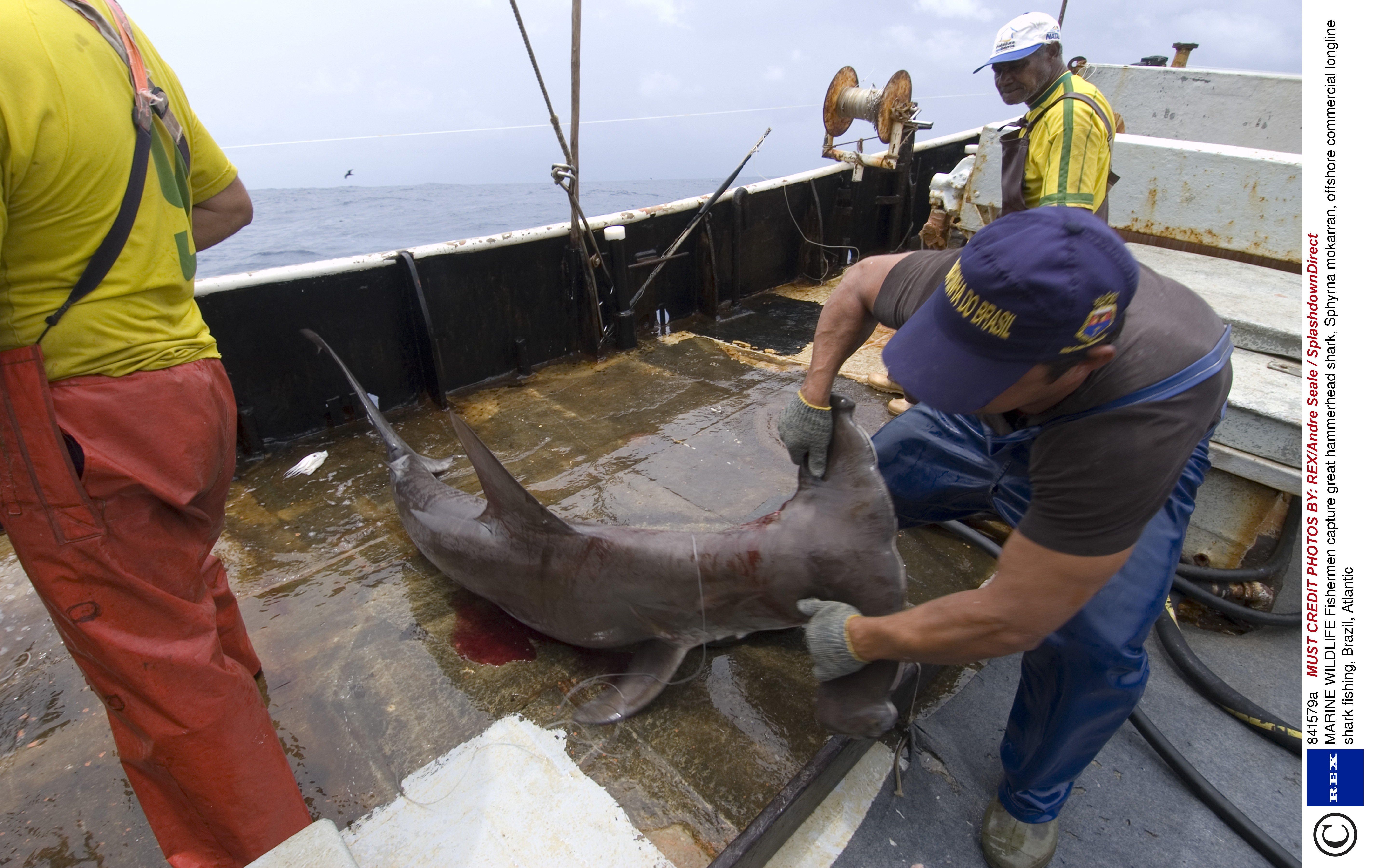 鯊魚保育現生機　「鯊魚殺手」中國開始護鯊  國航宣布禁運魚翅