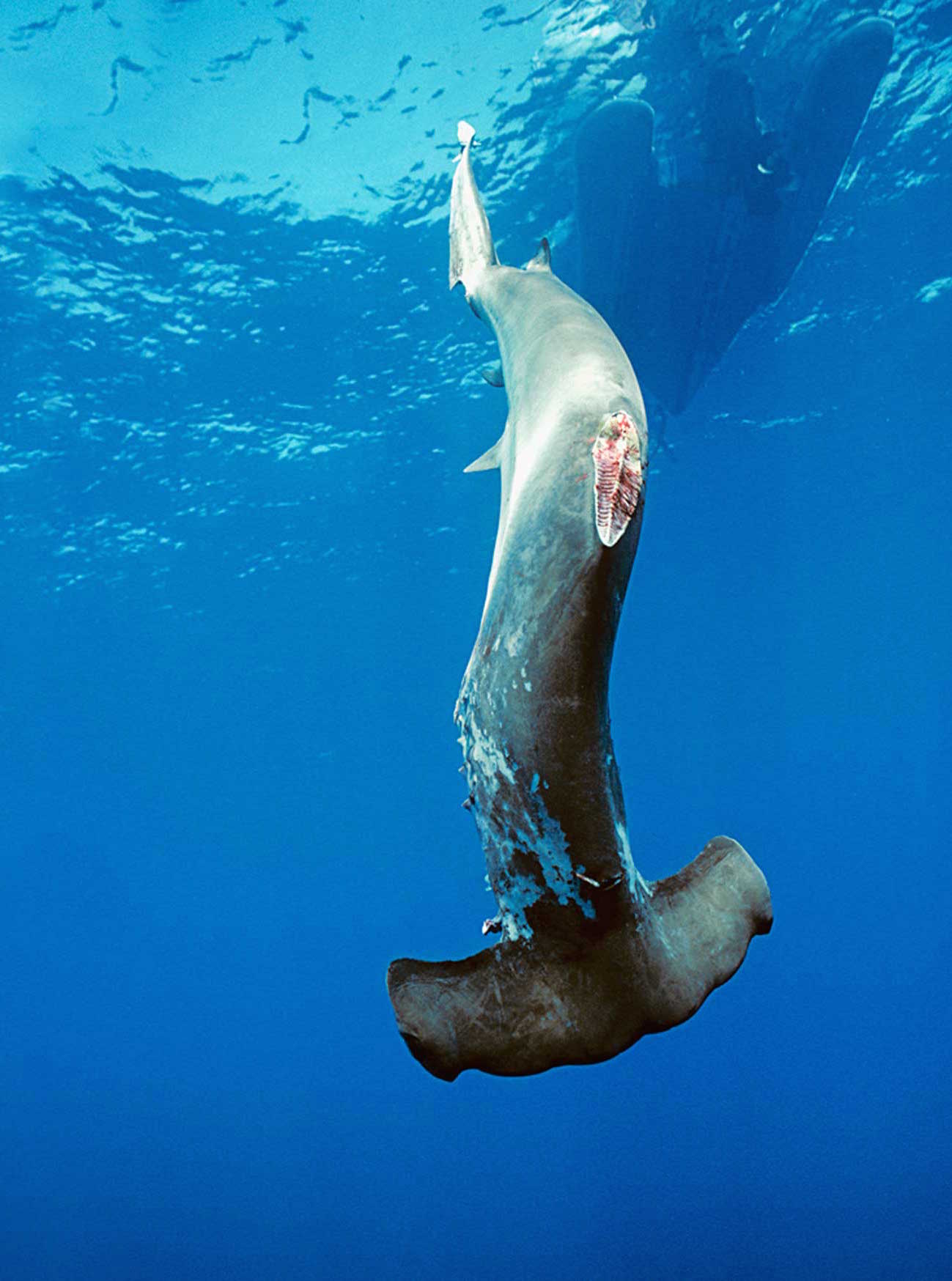 漁民在割下鯊魚魚鰭後，常把鯊魚扔回海裡，任由鯊魚慢慢淹死。（截自WildAid）