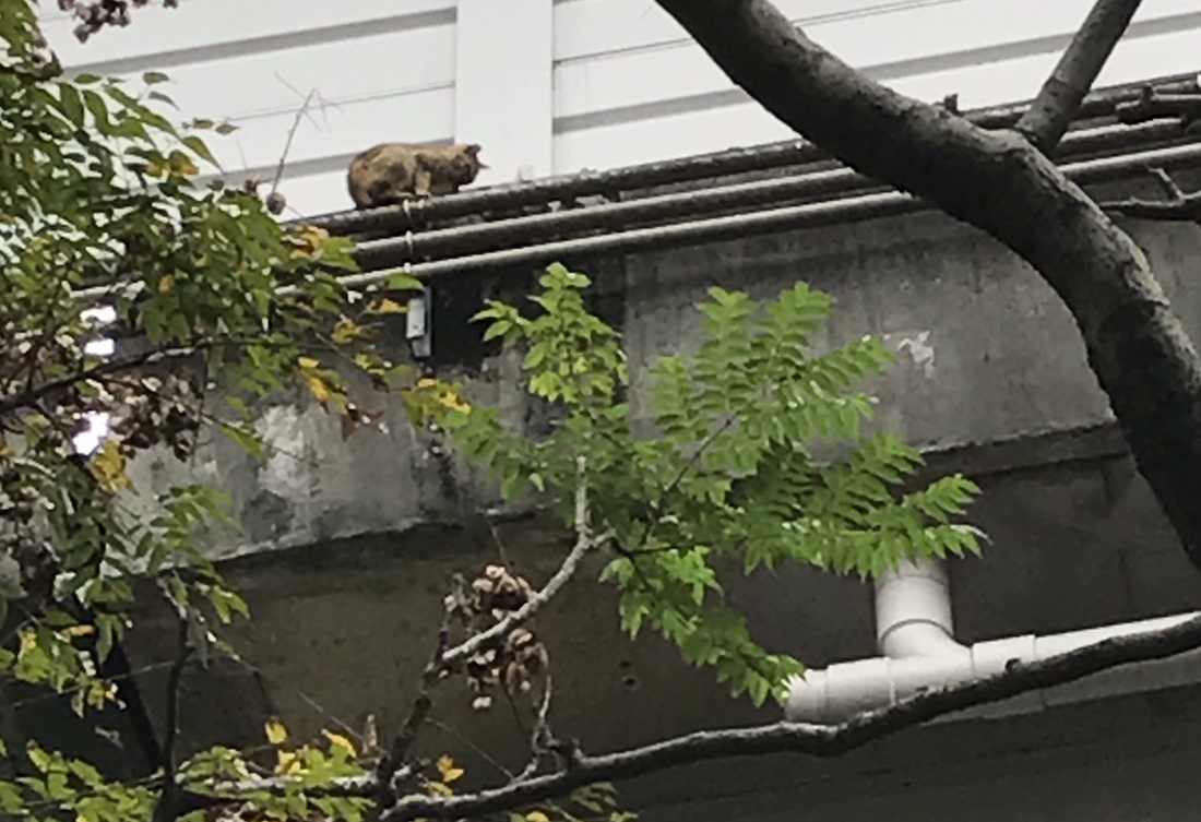 大型機具救貓失敗　專家建議先誘食安定情緒