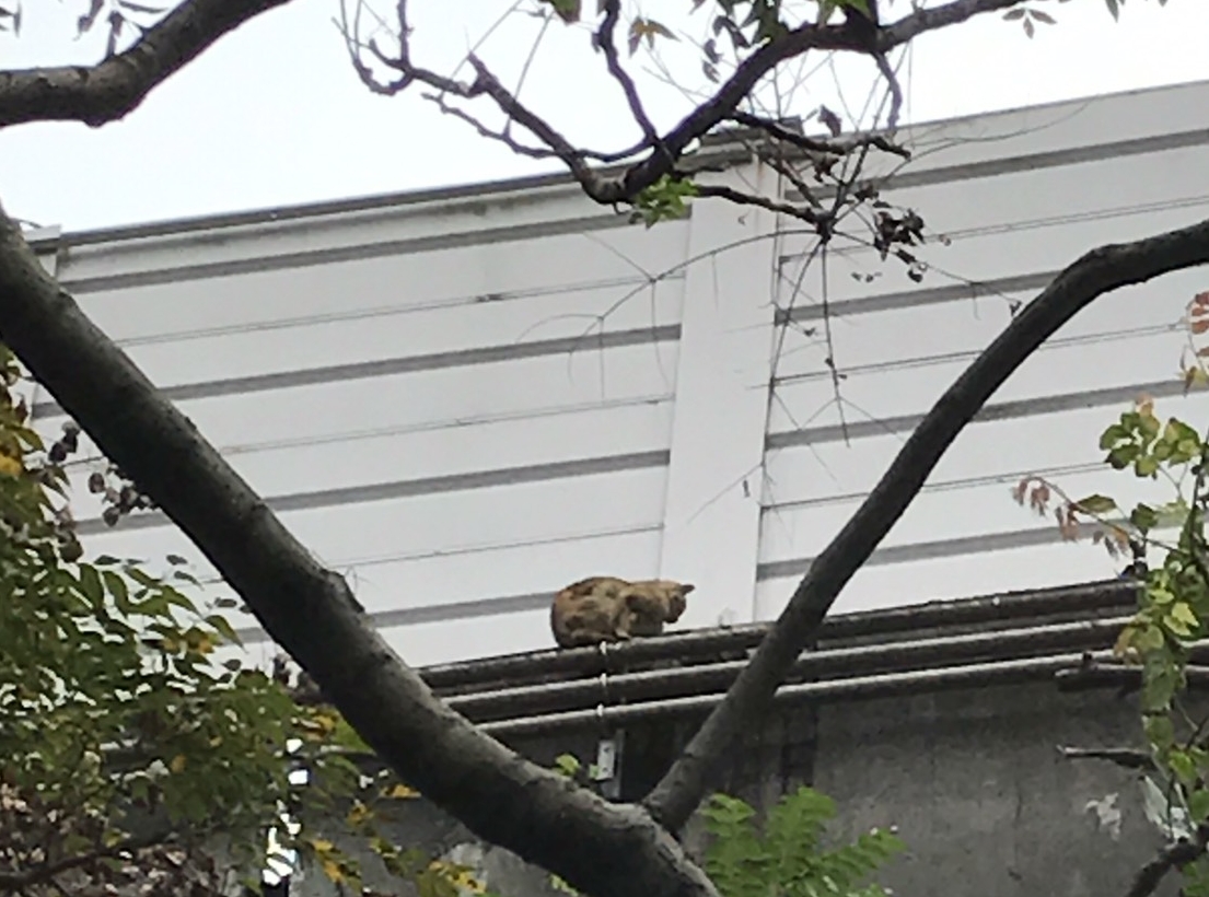 小玳瑁貓受困高架橋外 救援結果超展開