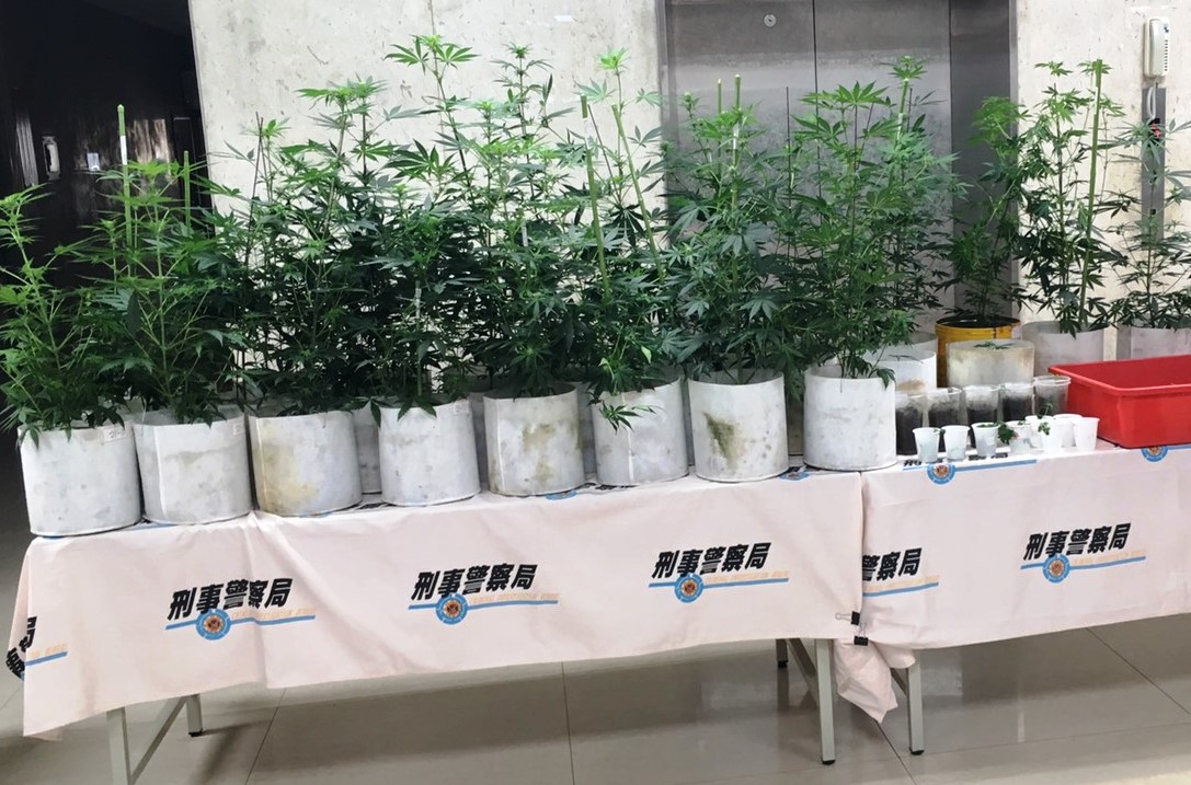 大麻自耕農　Line揪團還沒賺錢先賺刑期
