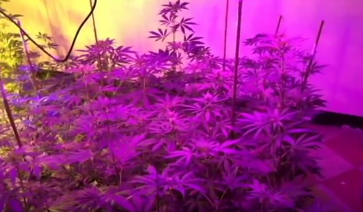徐嫌位於花蓮的大麻工廠。