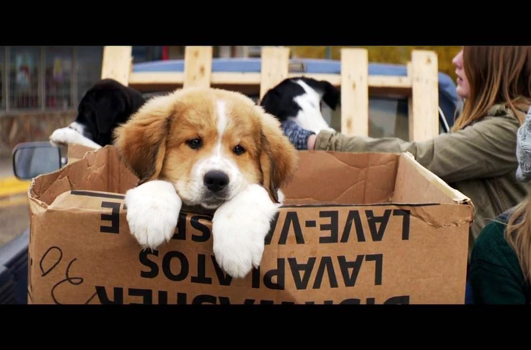 強拉狗狗入水？《為了與你相遇》澄清虐犬風波