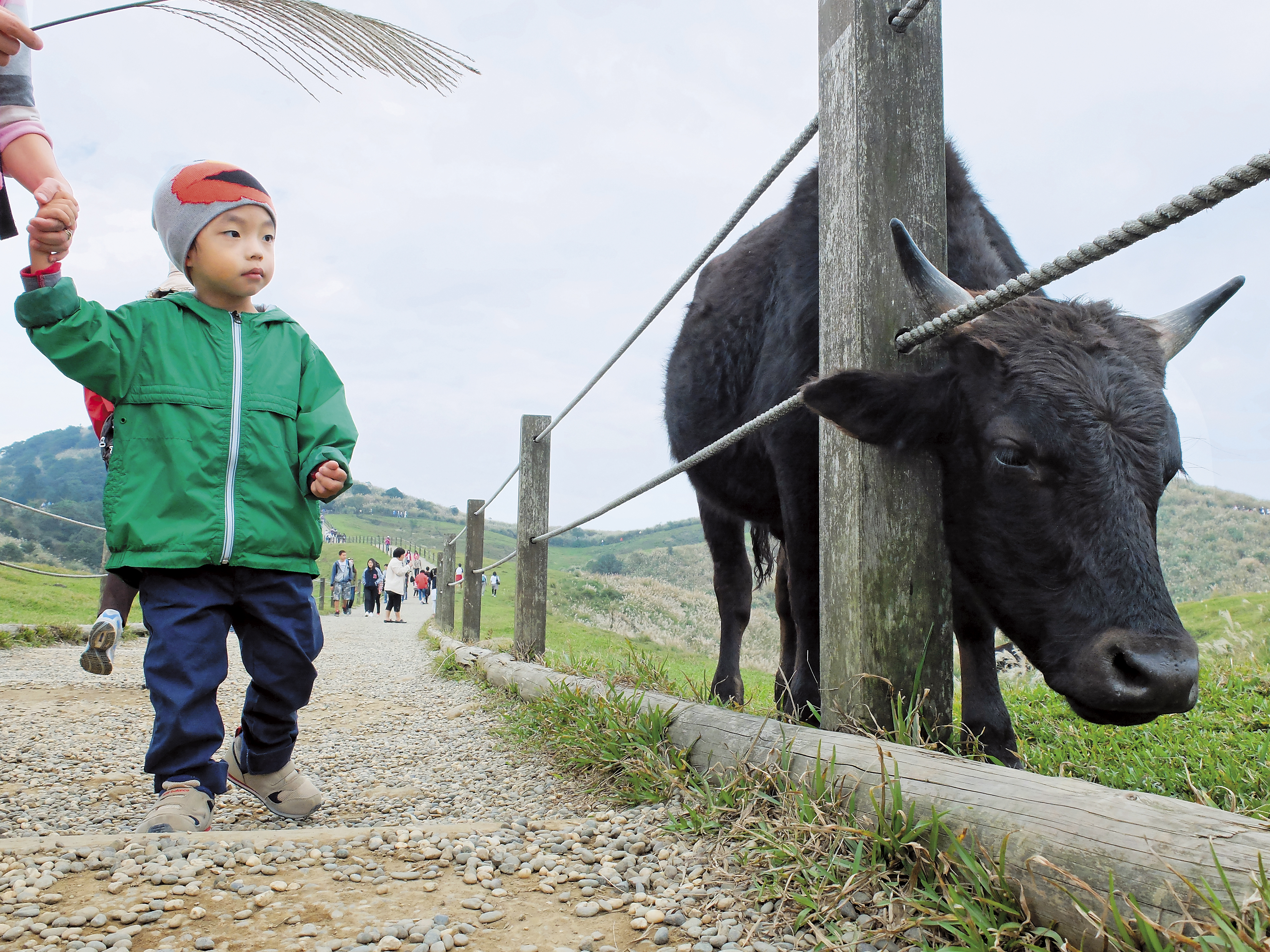 【培育台灣和牛】掌握台灣和牛基因　王燕軍踏足生技業 