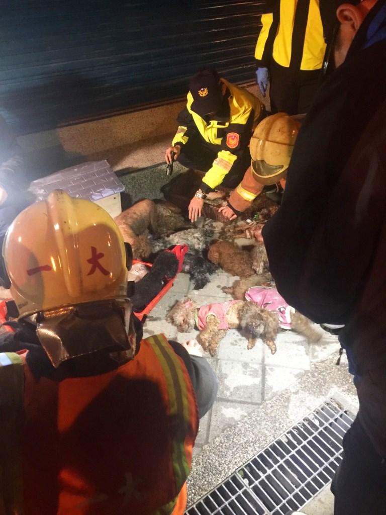 板橋寵物店今日凌晨大火,玩具貴賓犬被燒傷或嗆死,共32隻毛孩喪命。