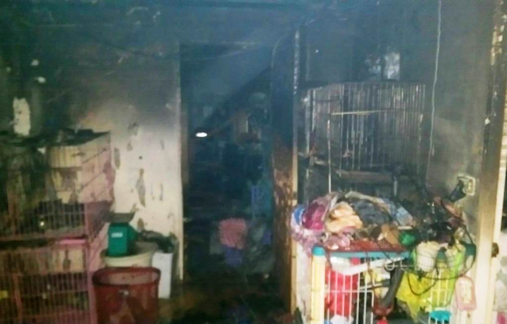 20隻狗的空間竟養了50隻　寵物店大火32毛孩枉死