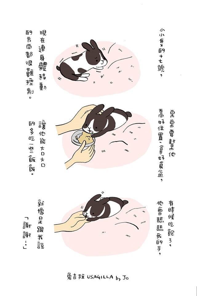 十七號在短短的生命裡，奮力的活過，帶給很多人力量，取自「兔吉拉」臉書
