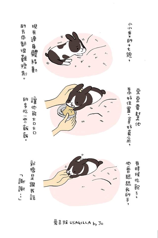 十七號在短短的生命裡,奮力的活過,帶給很多人力量,取自「兔吉拉」臉書