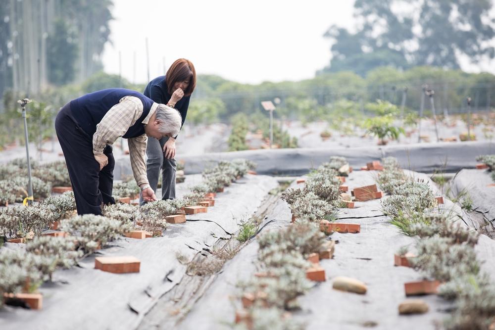 柏諦集團位於南投民間的藥園種植近百種中草藥,李志誠與林瓊婉低頭採藥,確認栽植品質。