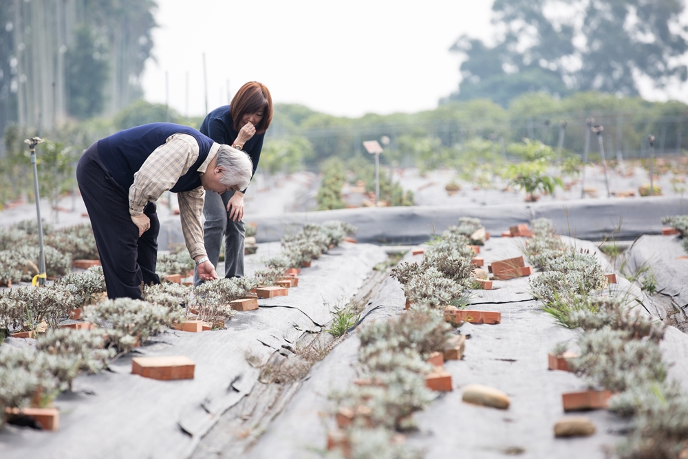 柏諦集團位於南投民間的藥園種植近百種中草藥,李志誠與林瓊婉低頭採藥,確認栽植品質。
