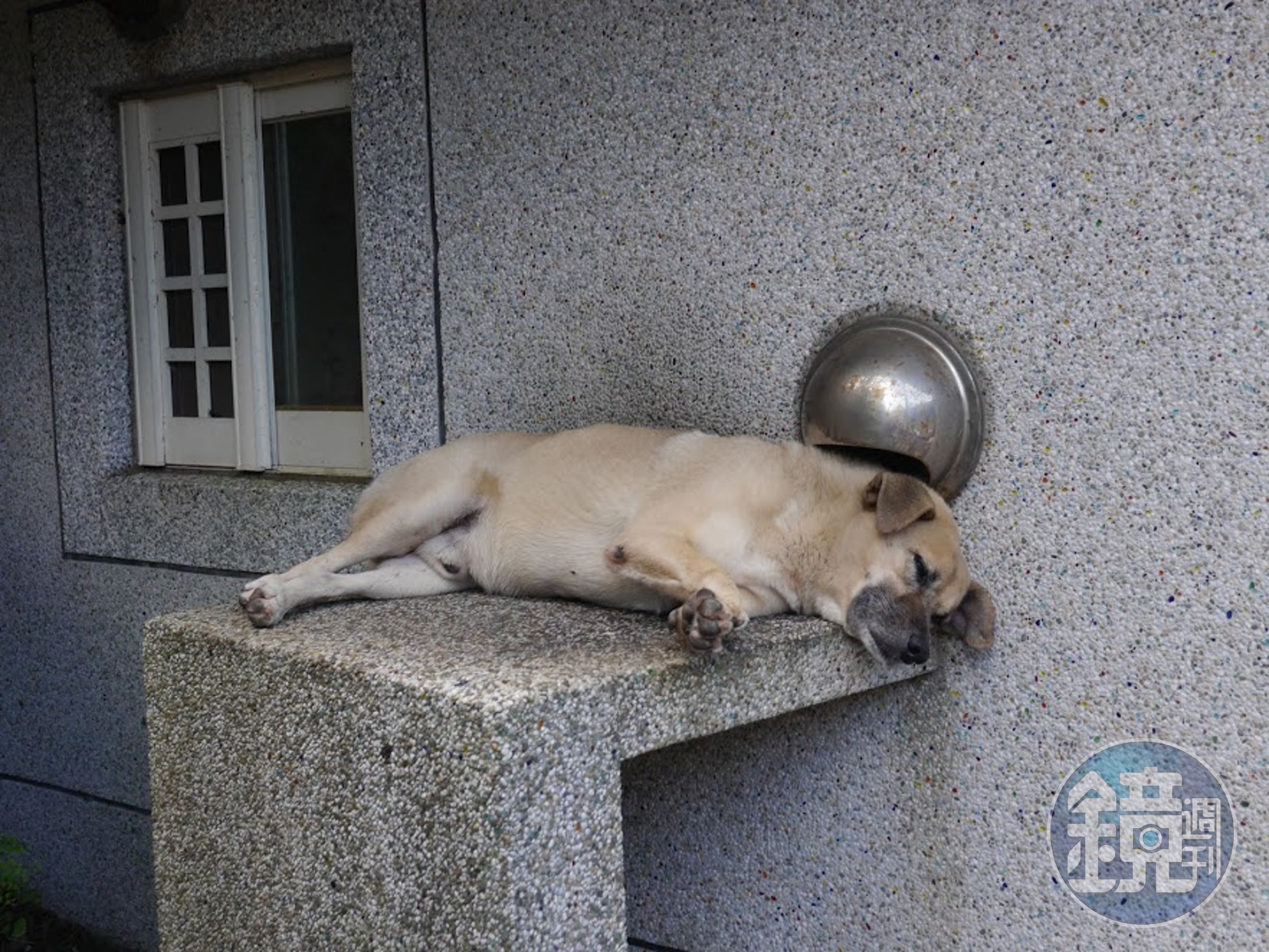 累得像狗一樣？別傻了，狗狗睡得可舒服呢。