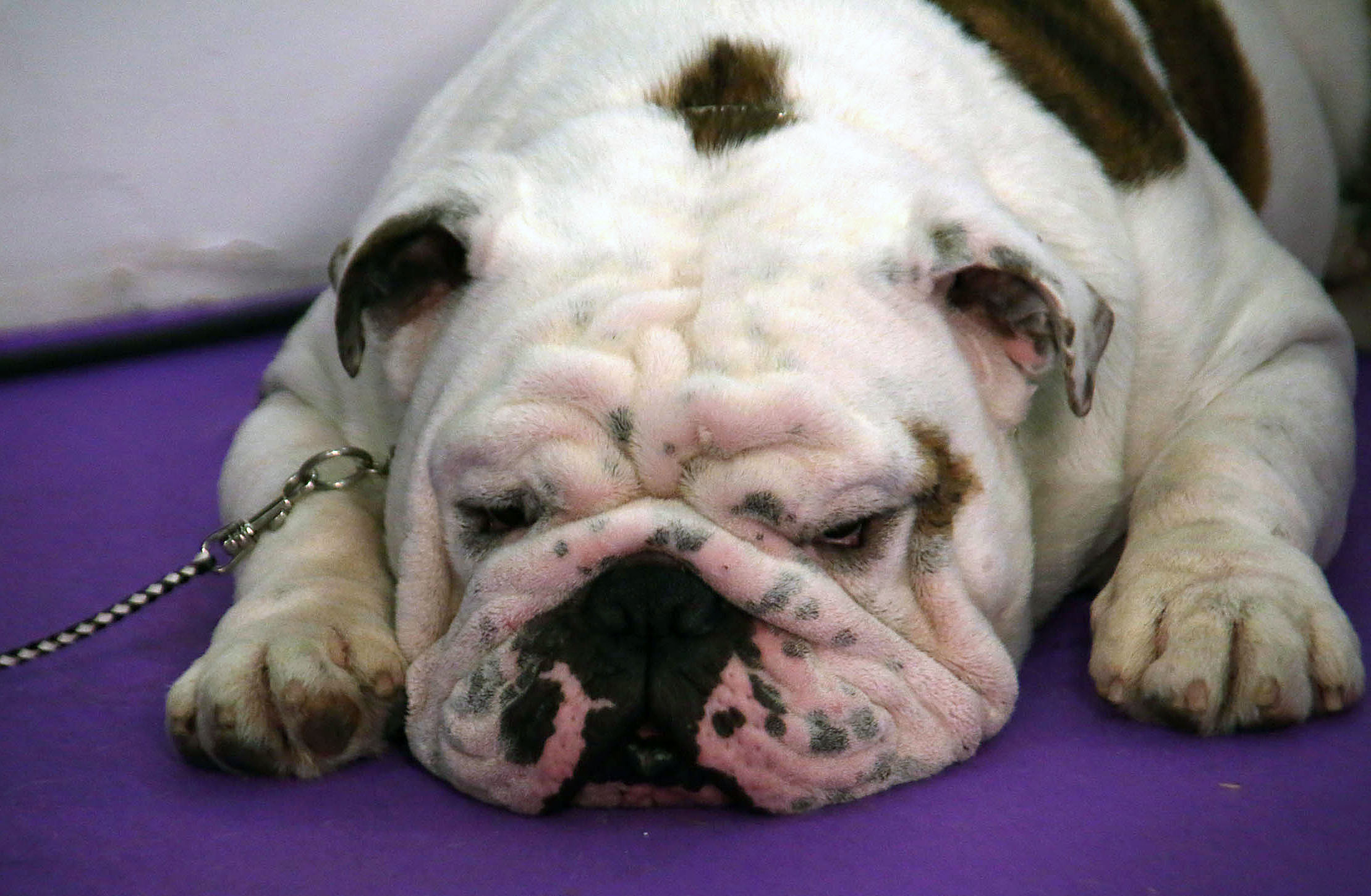 研究：對人不好　連狗都不想理你